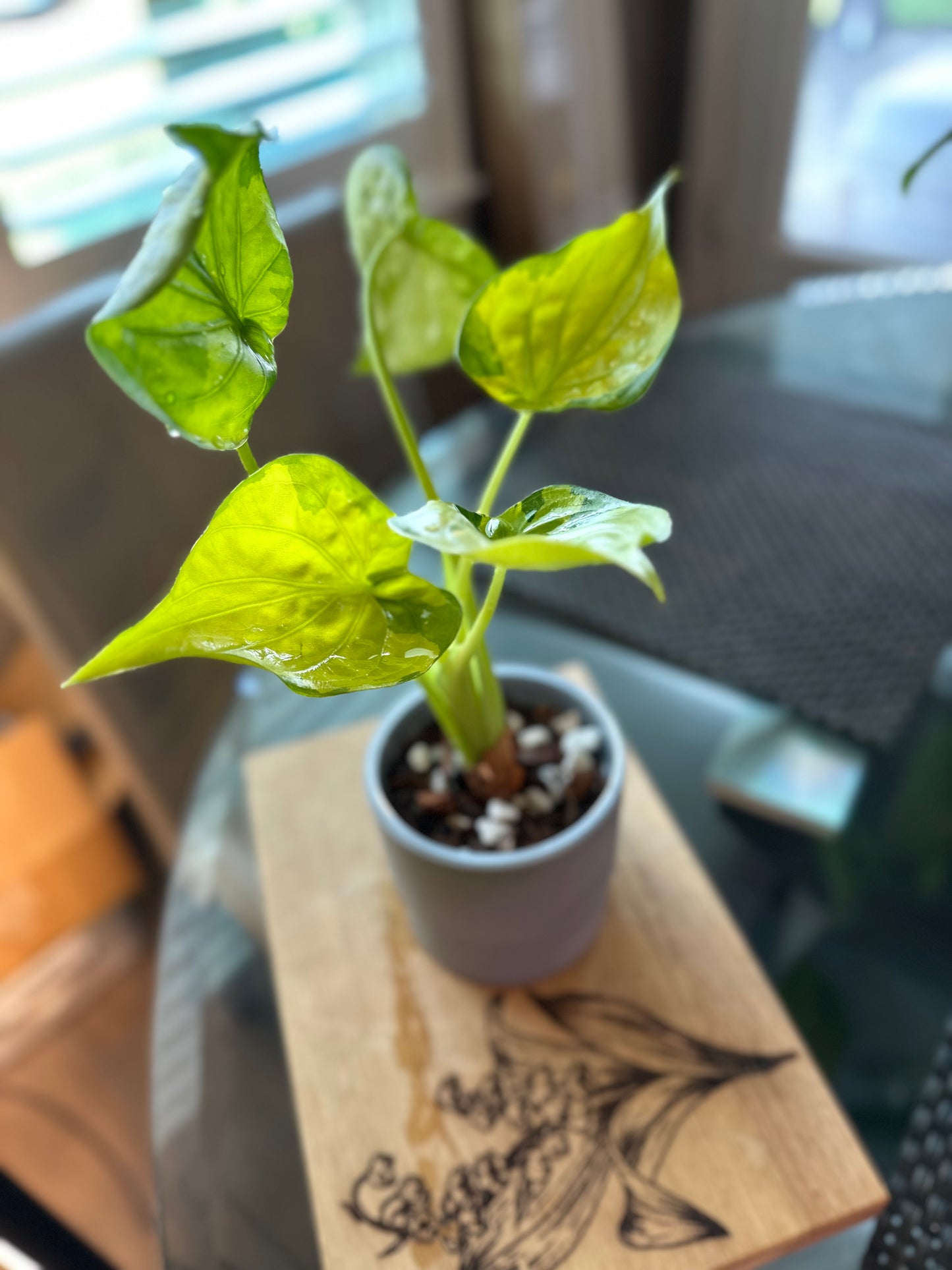 Alocasia Culcullata Aurea Variegated - 6 inches