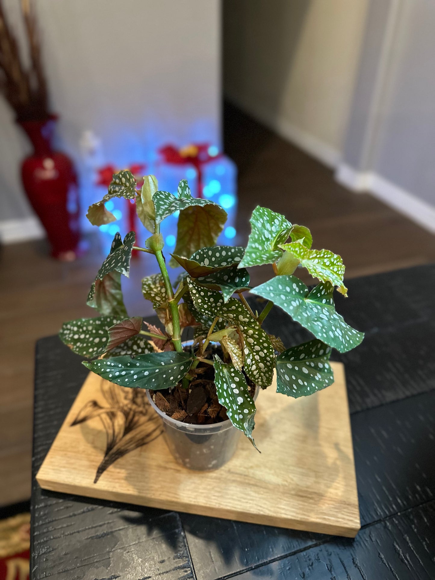 Begonia Maculata #1