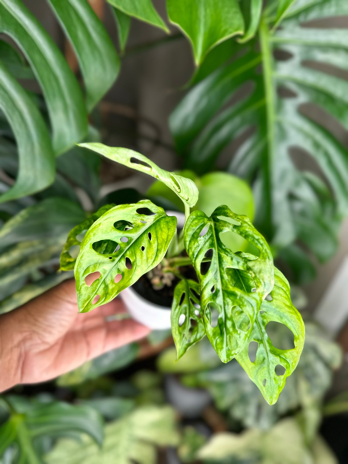 Monstera Adansonii Japanese Tricolor