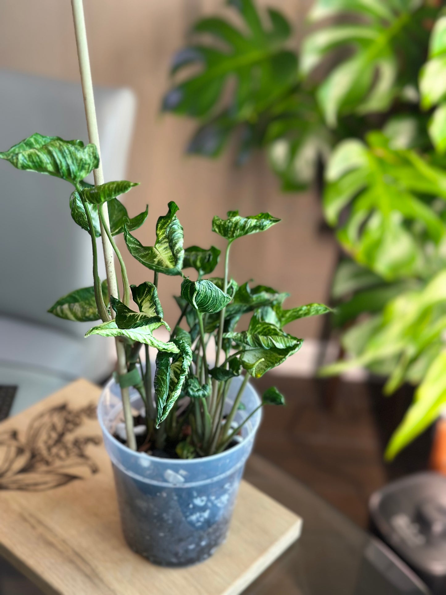 Syngonium Godzilla 6 inch