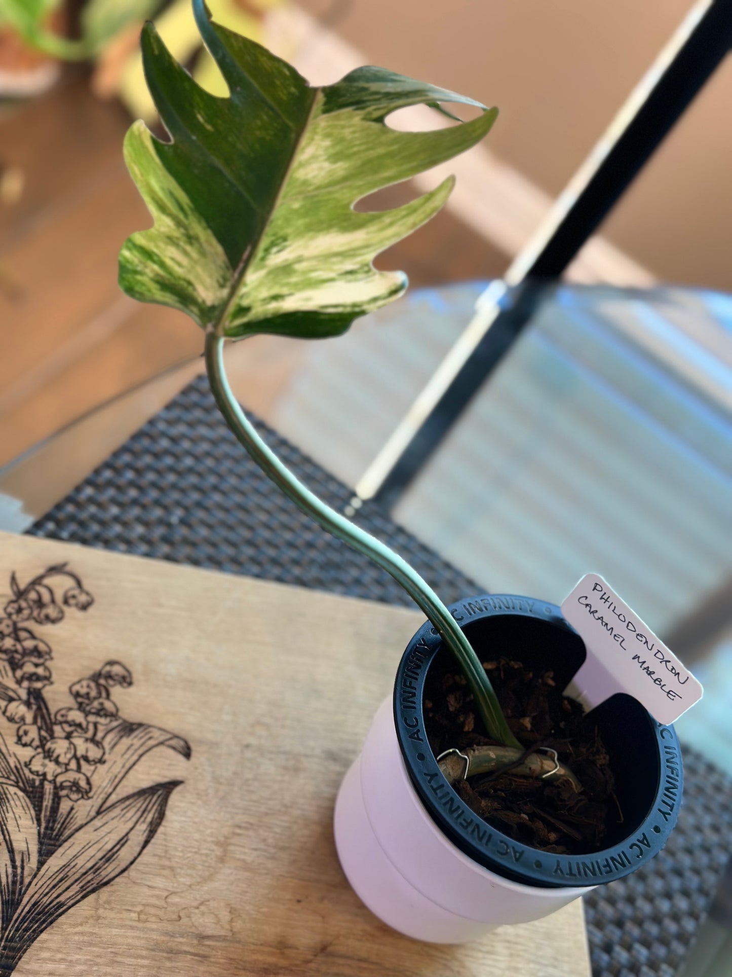 Philodendron Caramel Marble Variegated - #2