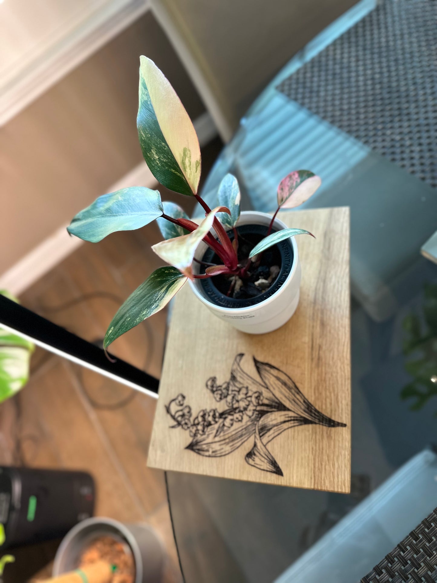 Philodendron Strawberry Shake
