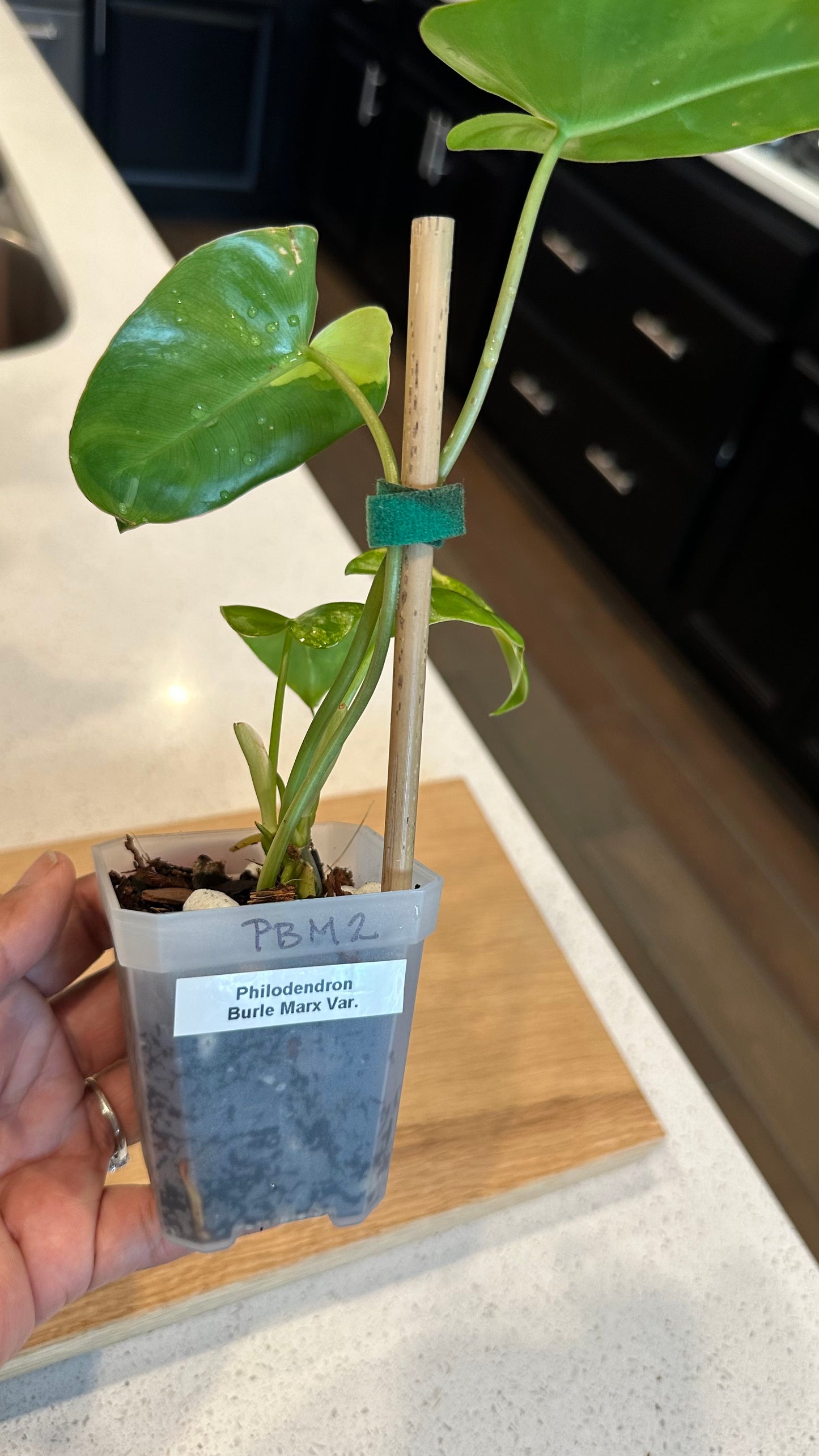 Philodendron Variegated Burle Marx - PBM2