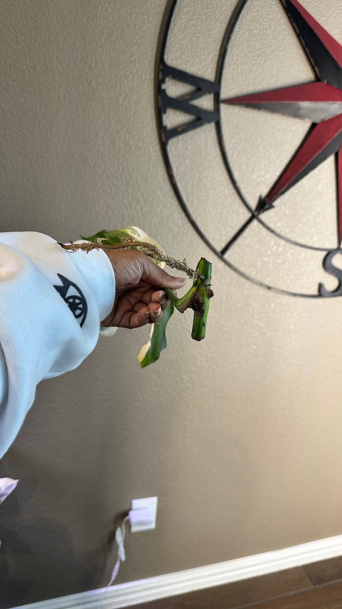 Monstera Aurea Cutting - B