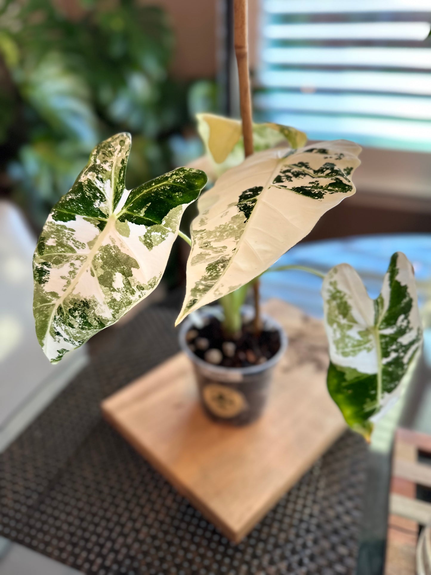 Alocasia Frydek High Variegation (4in) with baby plant growing