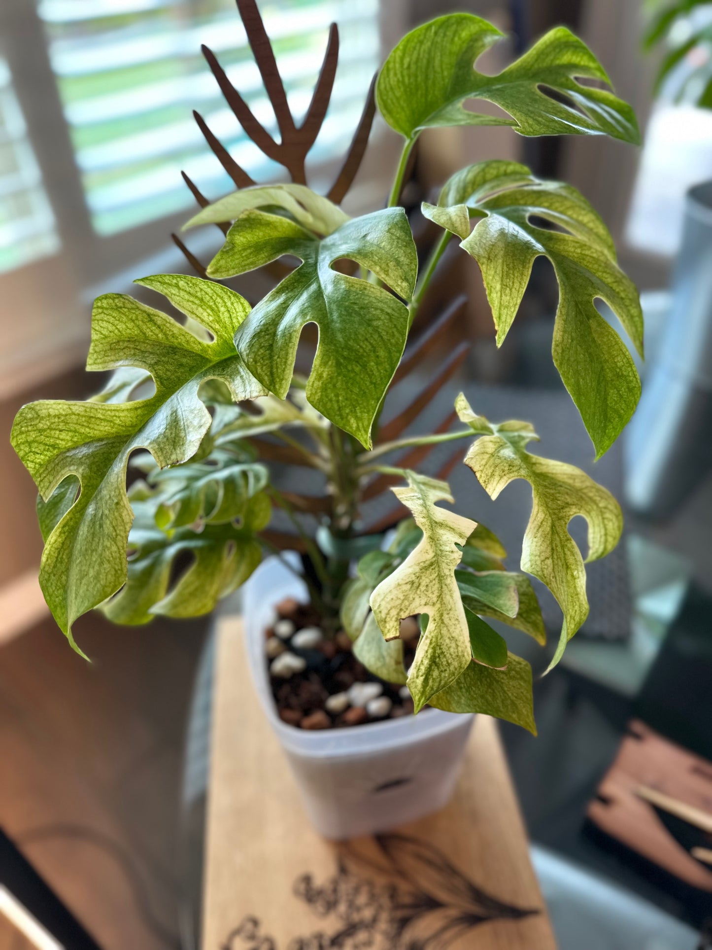 Rhaphidophora Tetrasperma White Monster