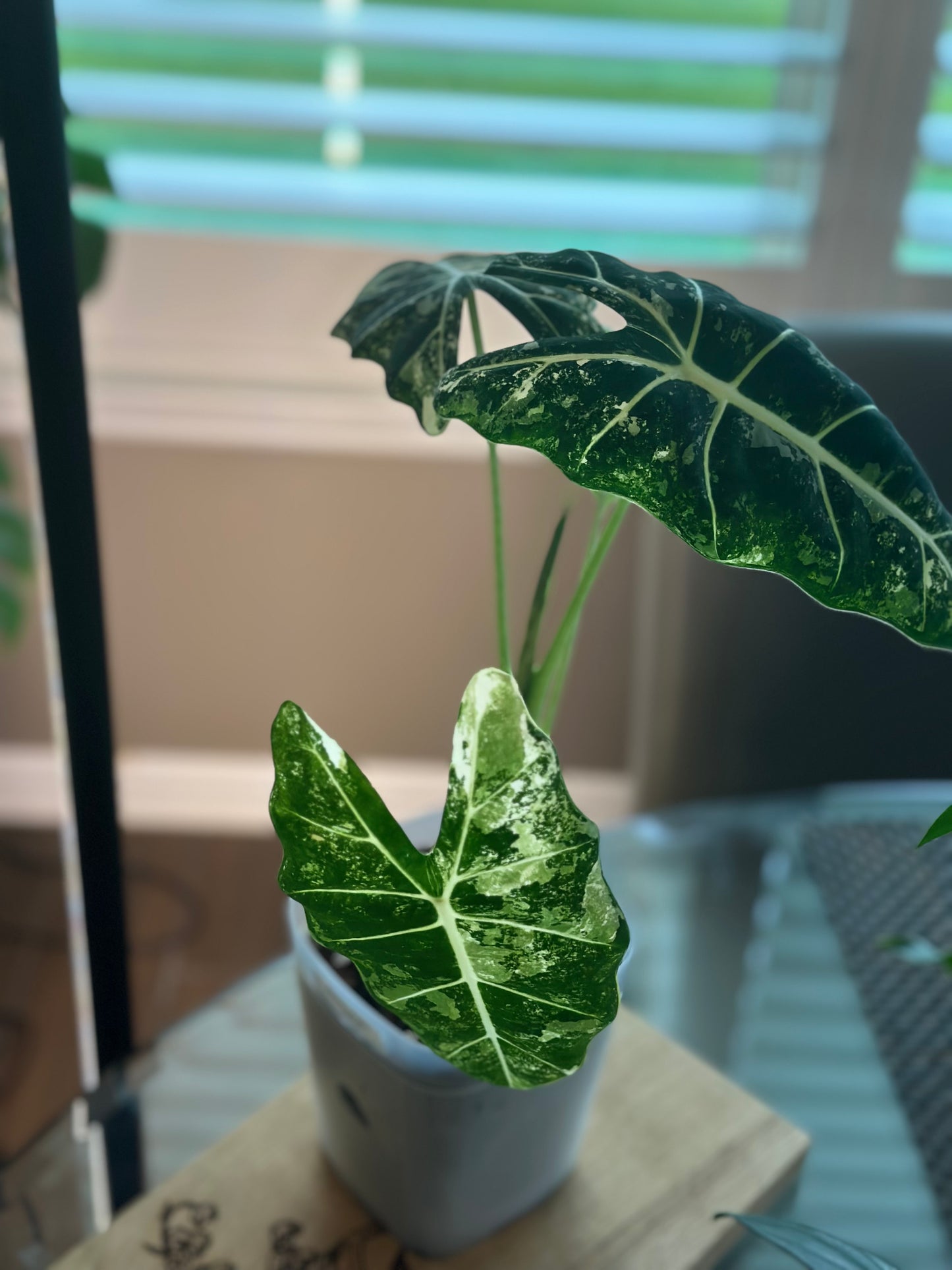 Alocasia Frydek Variegated - 6 inch