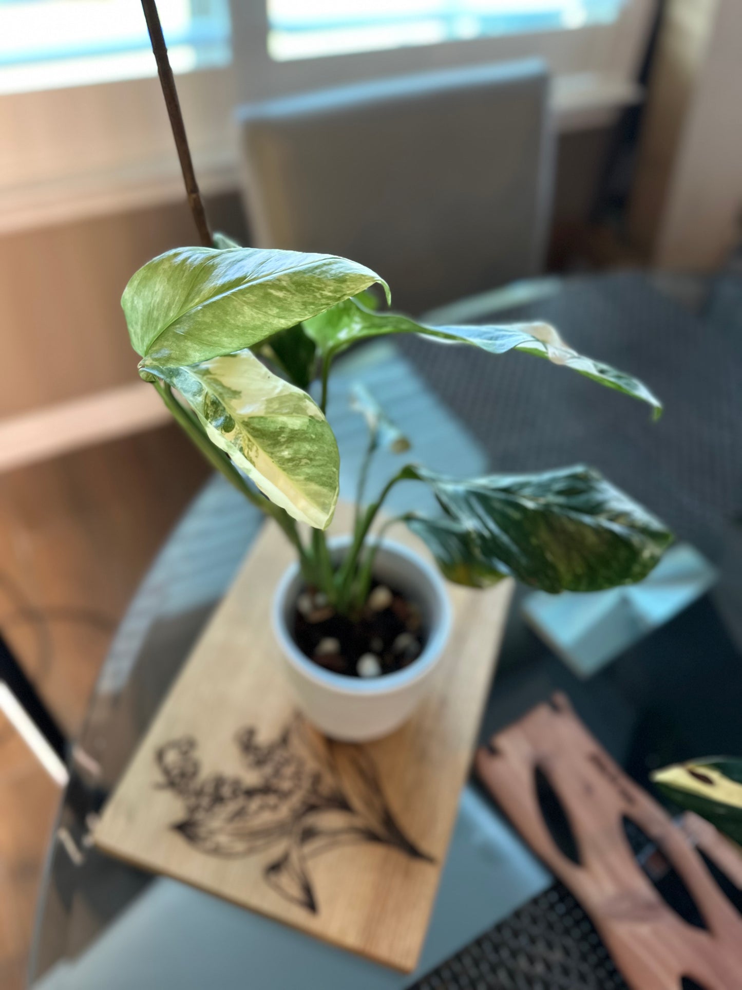 Monstera Variegated Lechleriana