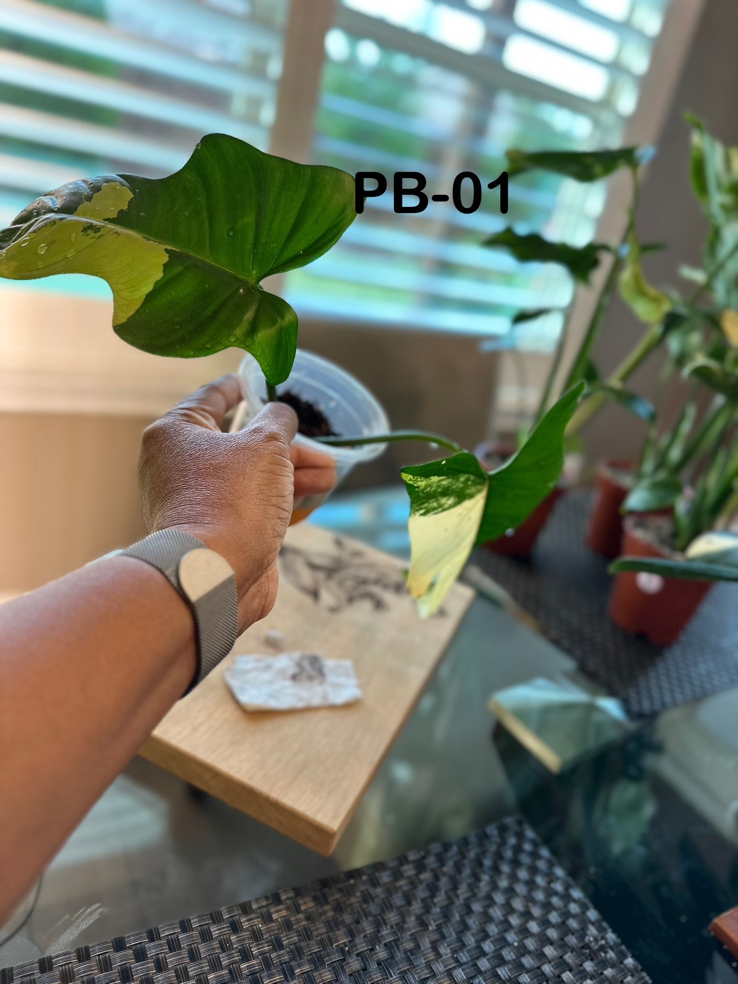 Philodendron Variegated Bipennifolium - PB01