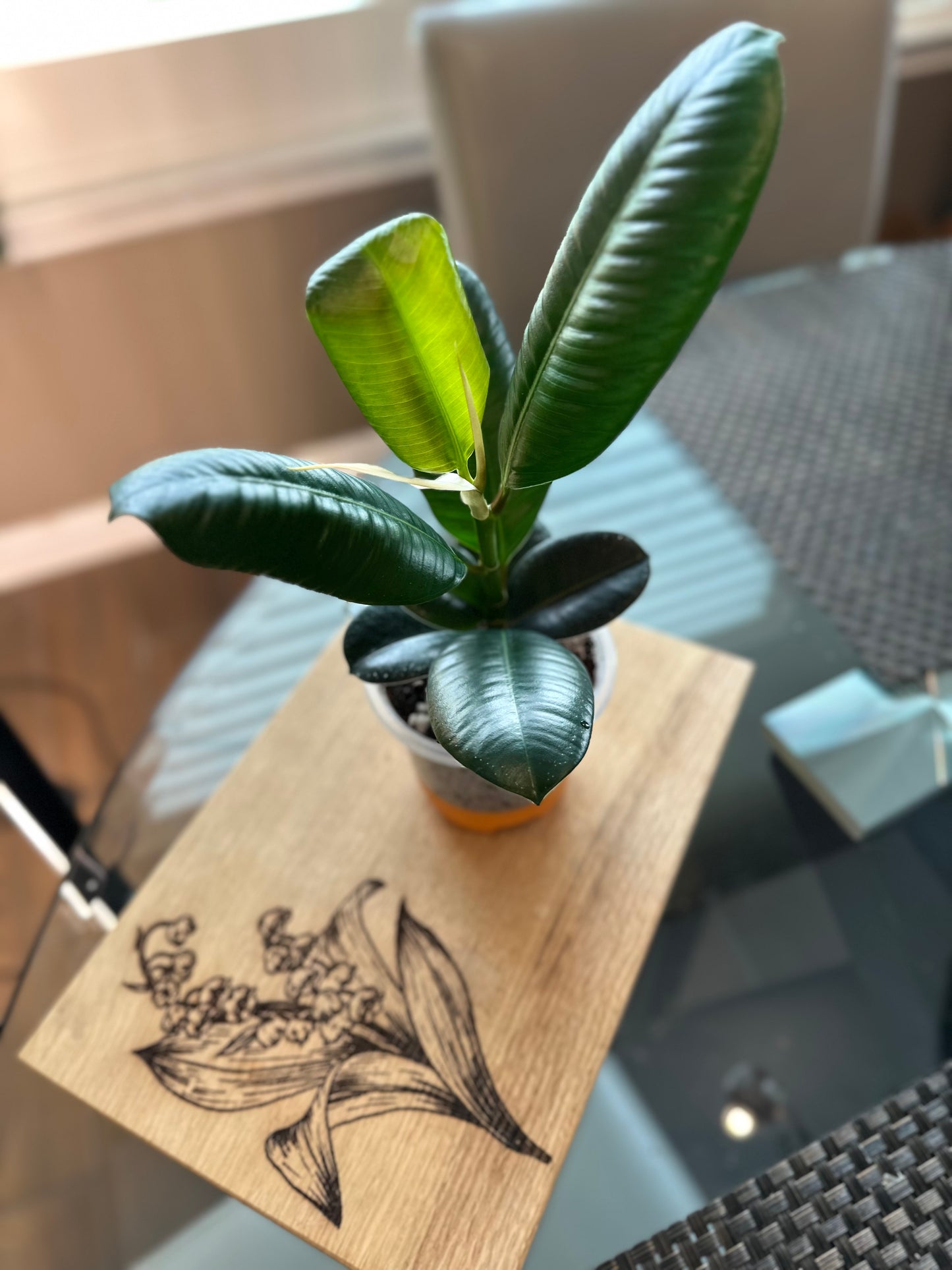 Ficus Sophia