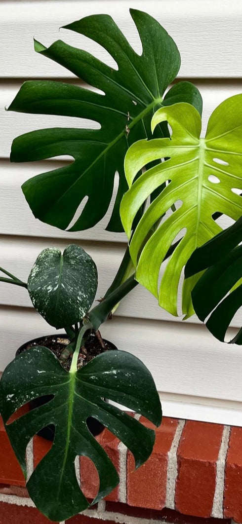 Monstera Mint Top Cutting