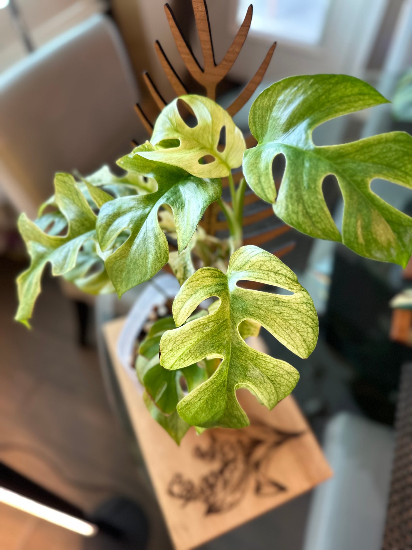 Rhaphidophora Tetrasperma White Monster