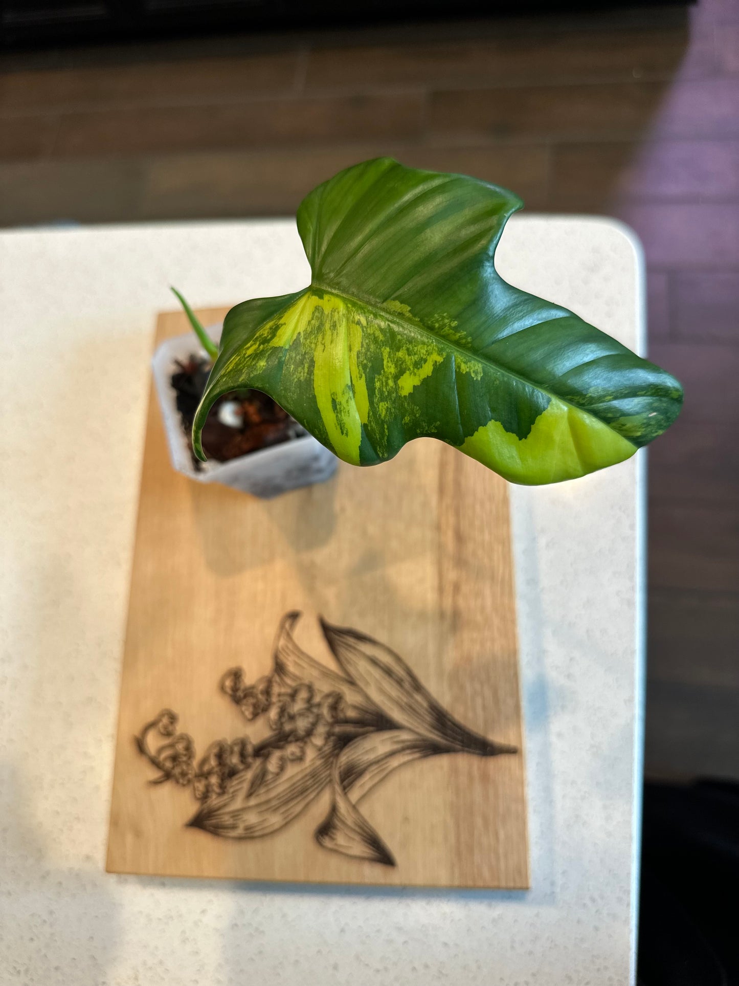 Philodendron Variegated Bipennifolium