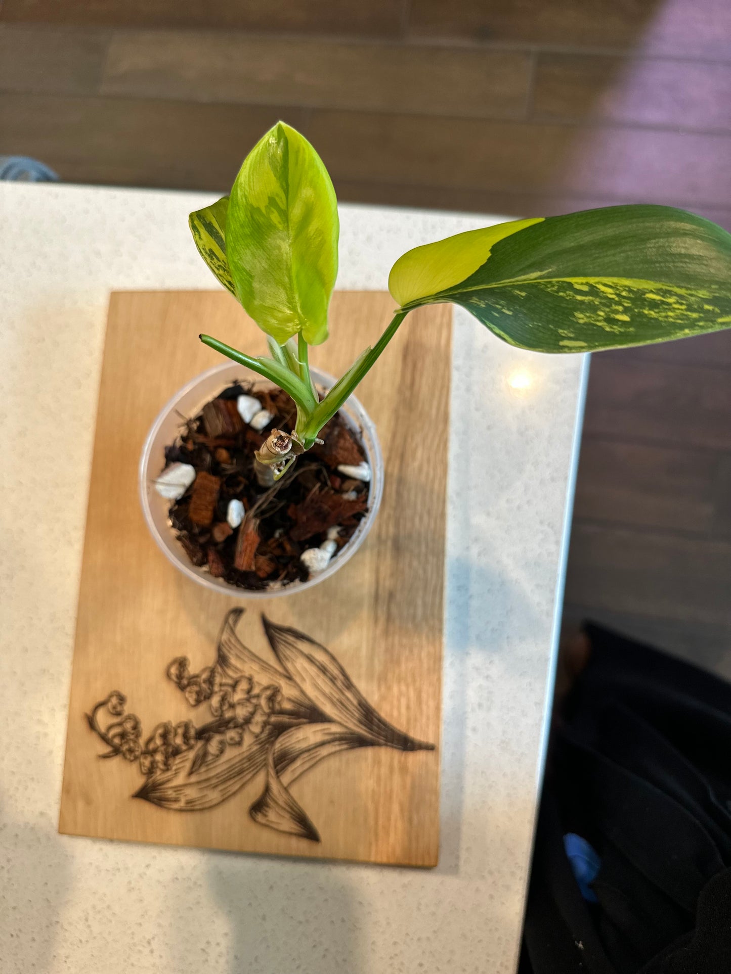 Philodendron Variegated Bipennifolium