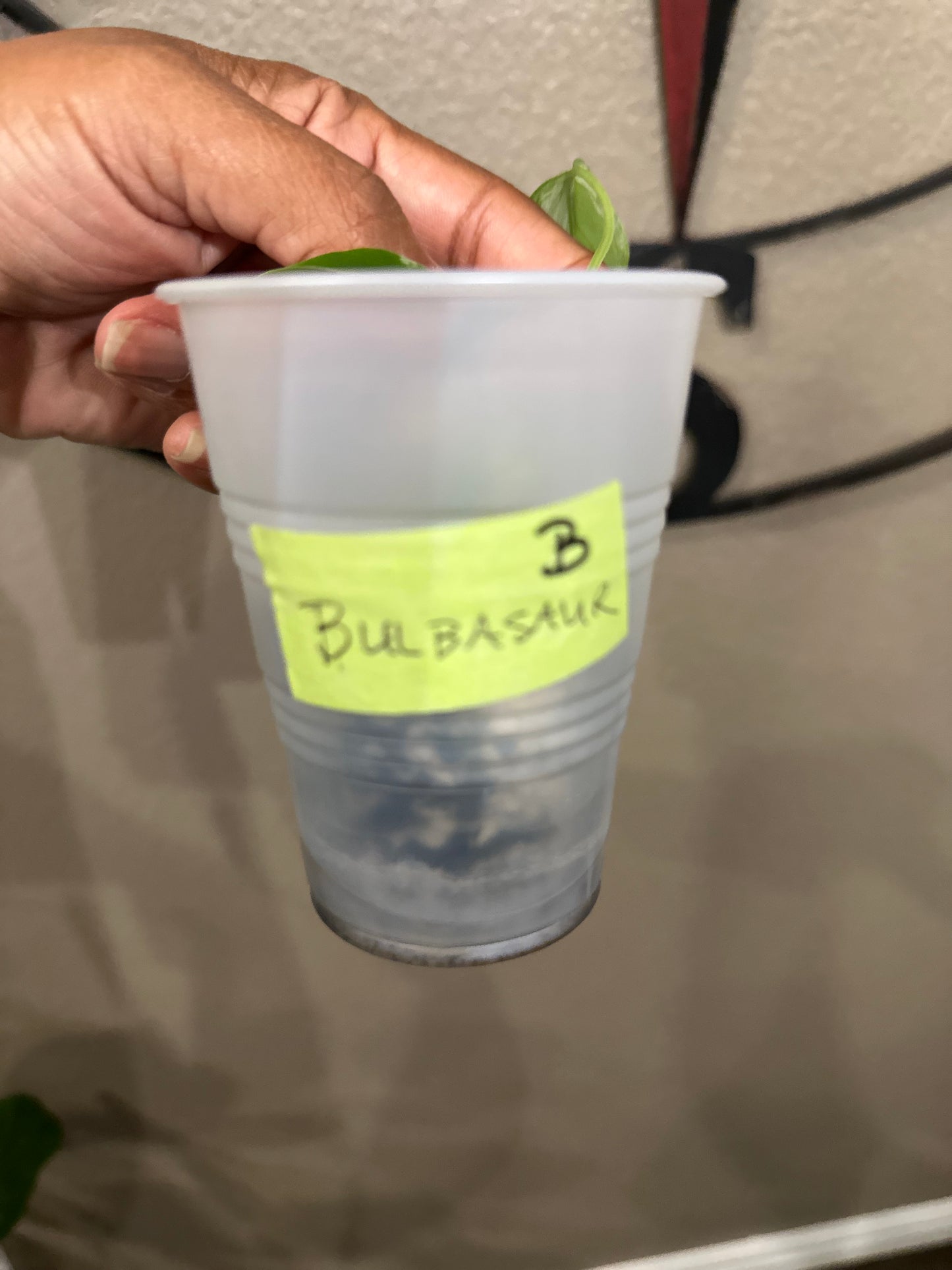 Monstera Bulbasaur - B