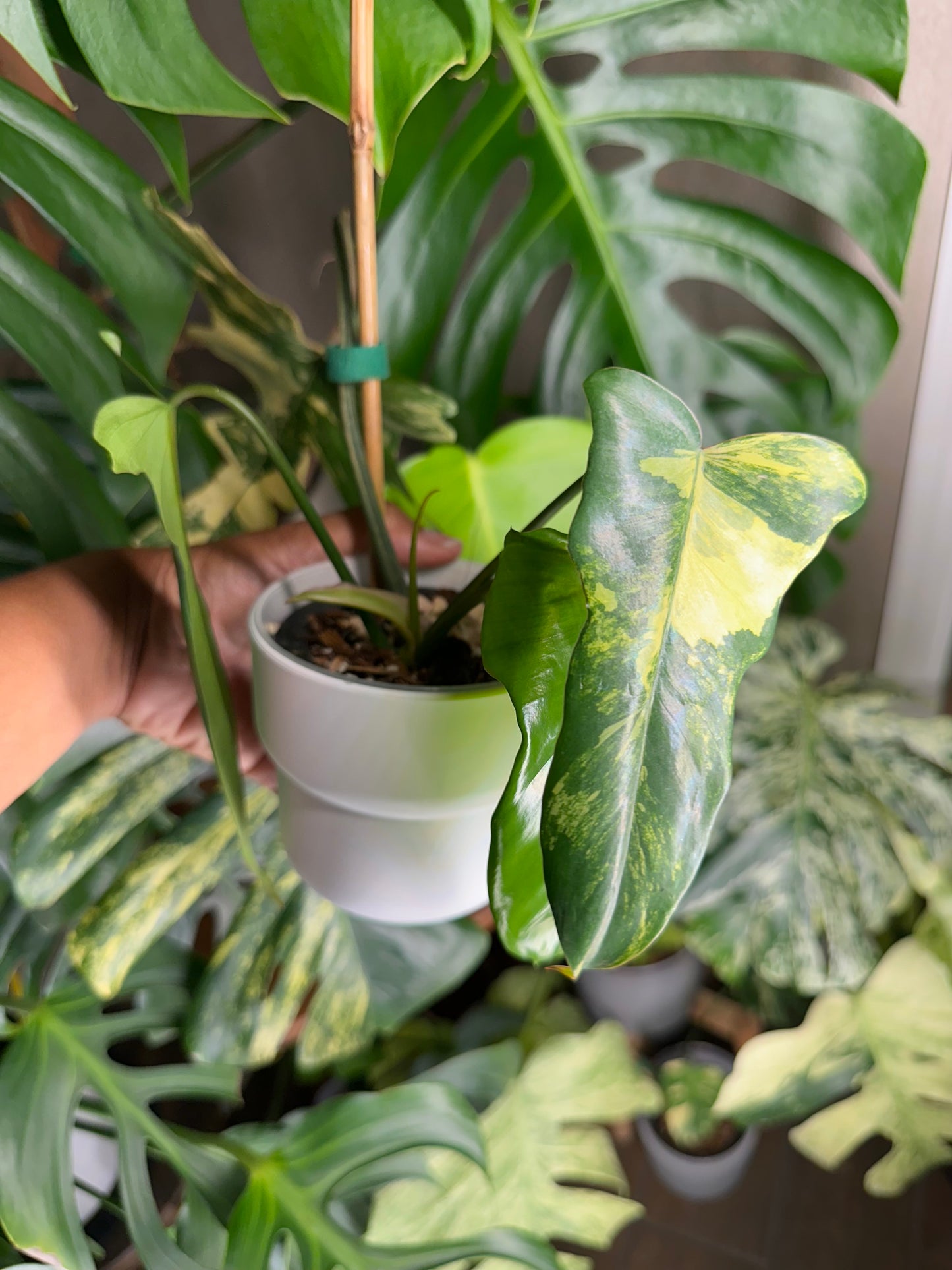 Philodendron Florida Beauty x Mayoi