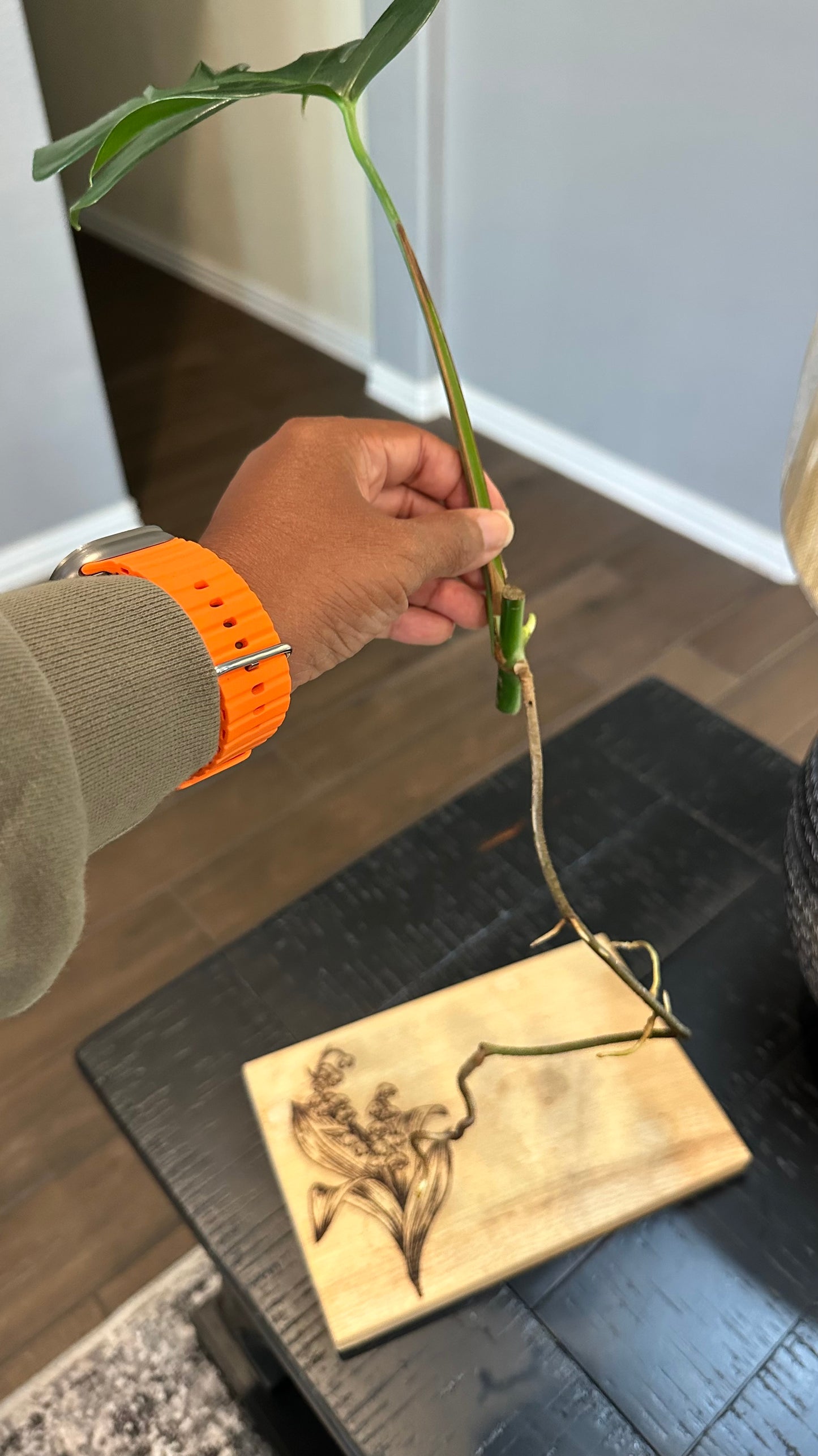 Monstera Sierrana Hawaiian Form Cutting #1