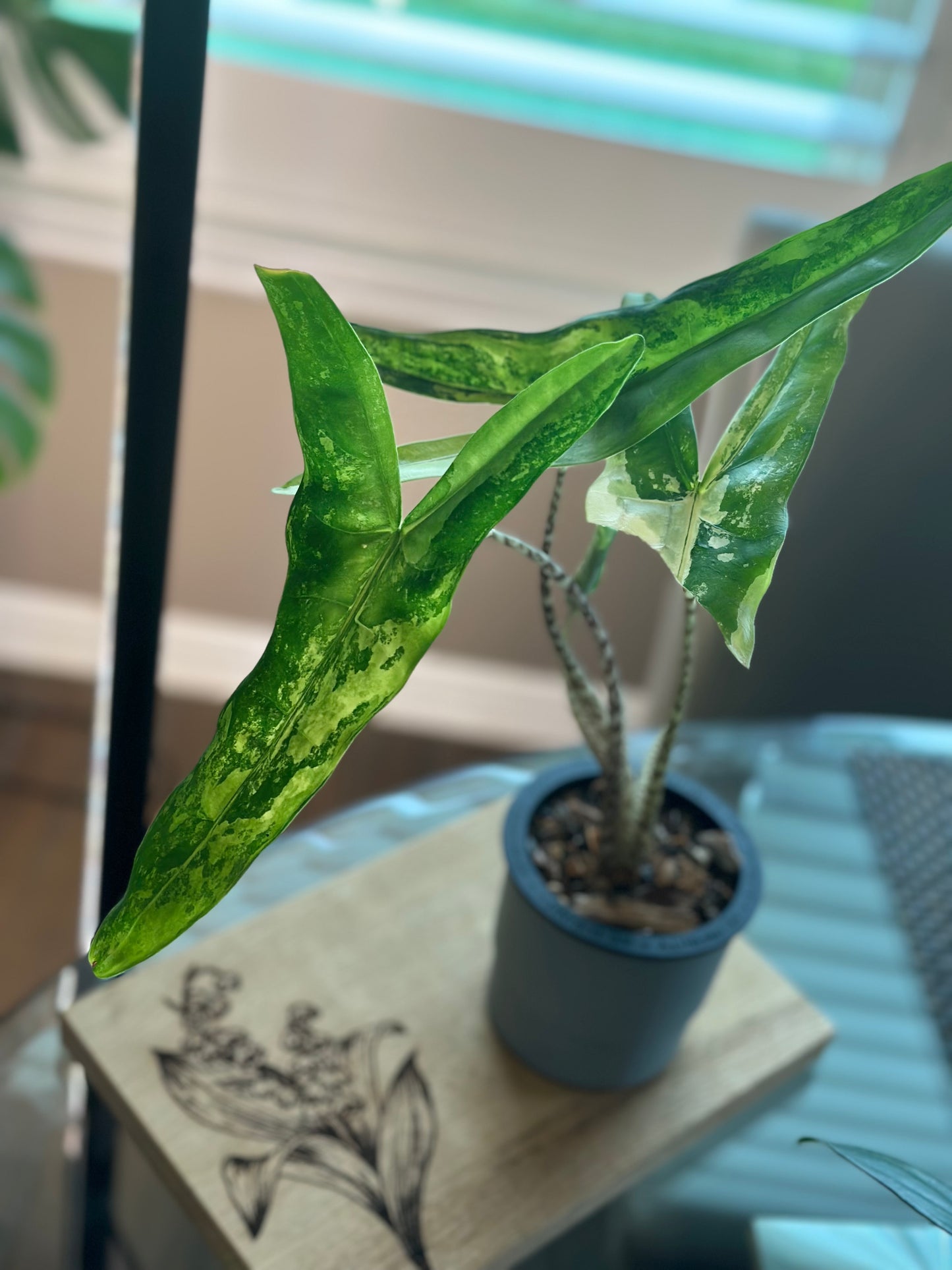 Alocasia Tigrina Superba Variegated (4 inch)