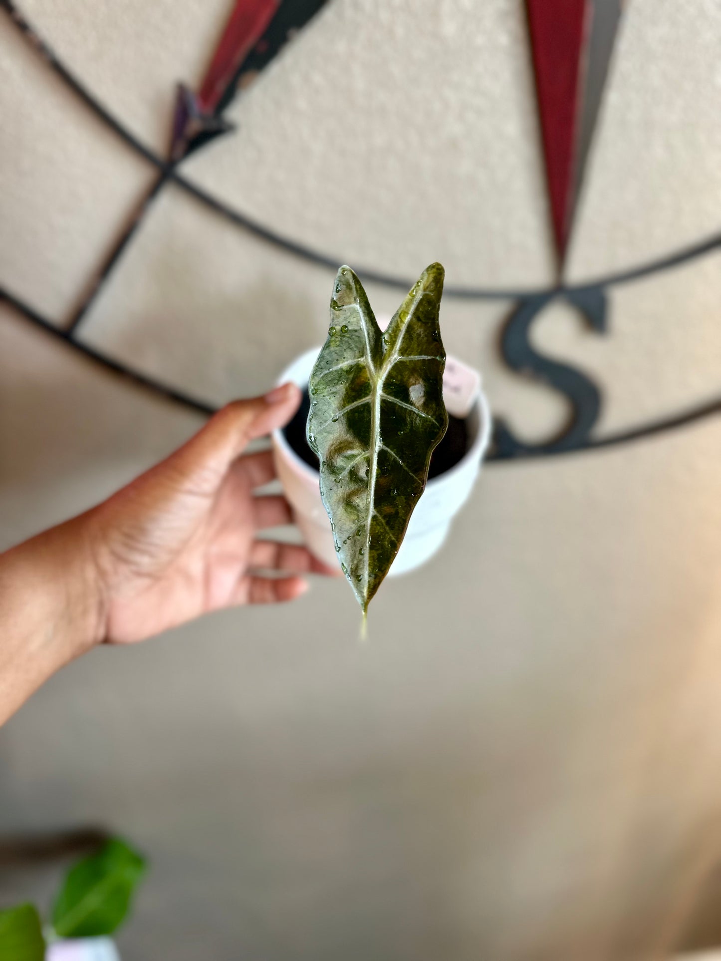 Alocasia Sanderiana Aurea