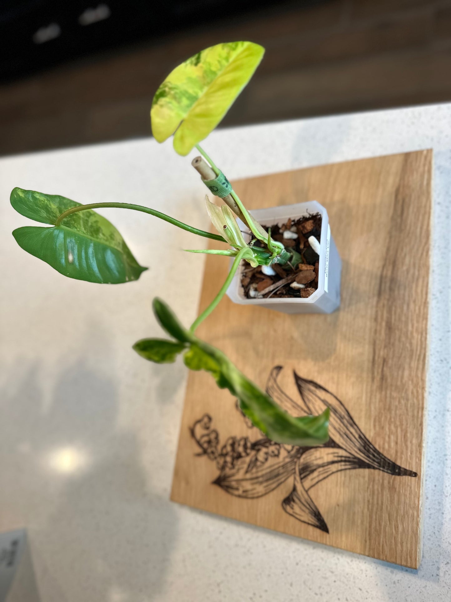 Philodendron Variegated Burle Marx - Growers Choice