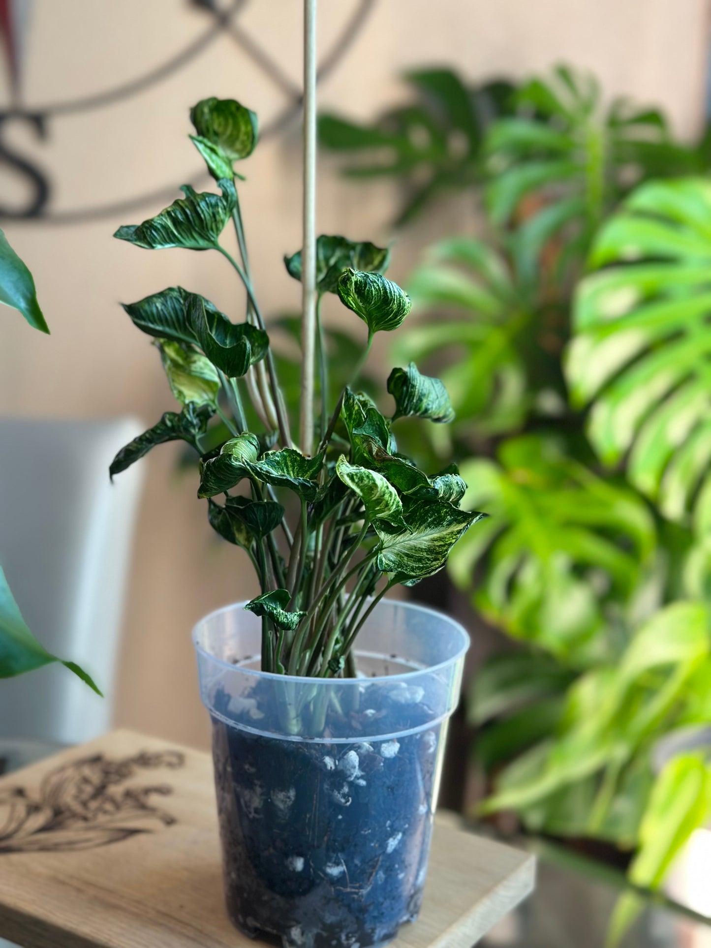 Syngonium Godzilla 6 inch