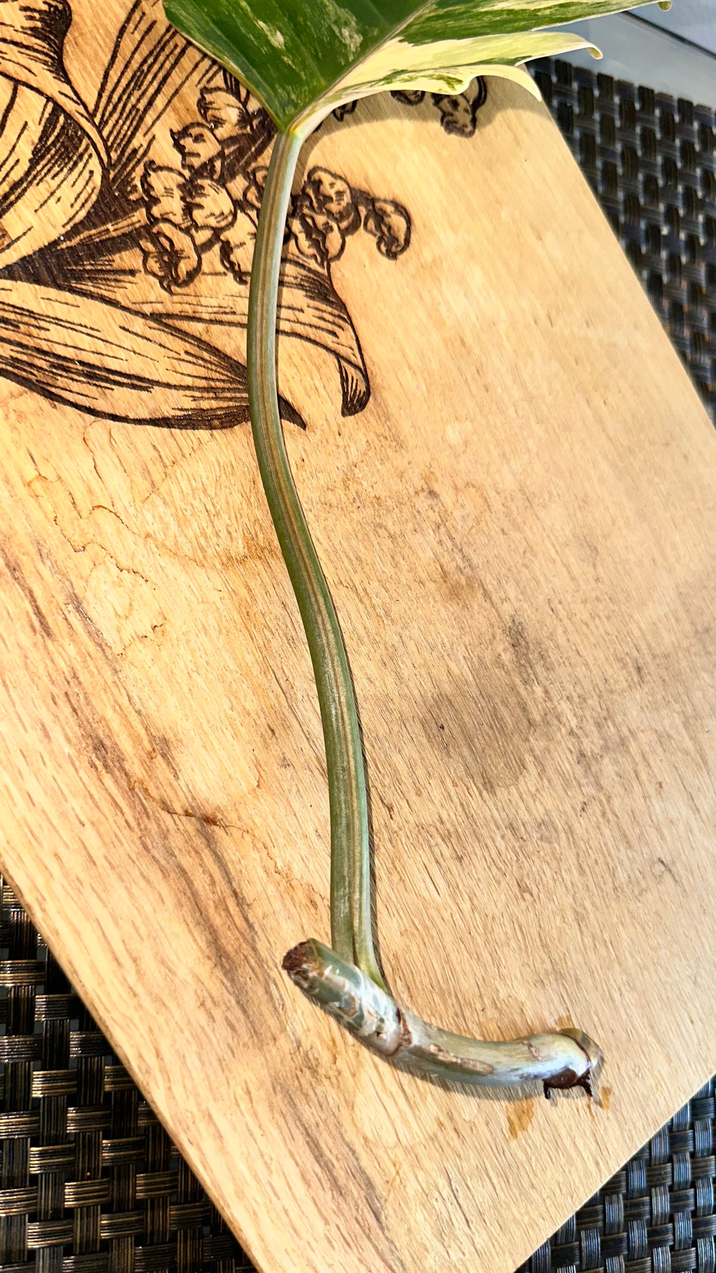 Philodendron Caramel Marble Variegated - #4