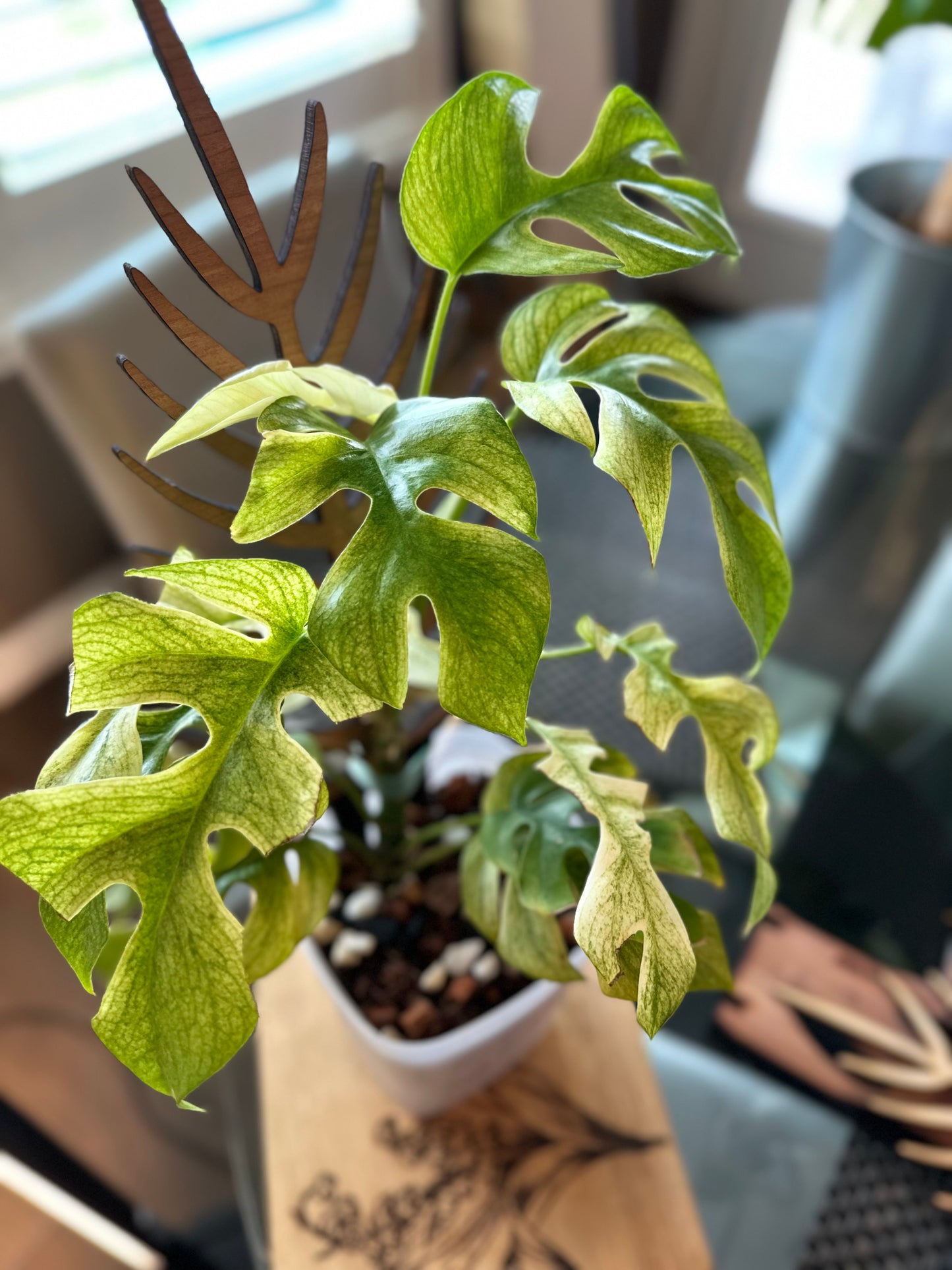 Rhaphidophora Tetrasperma White Monster