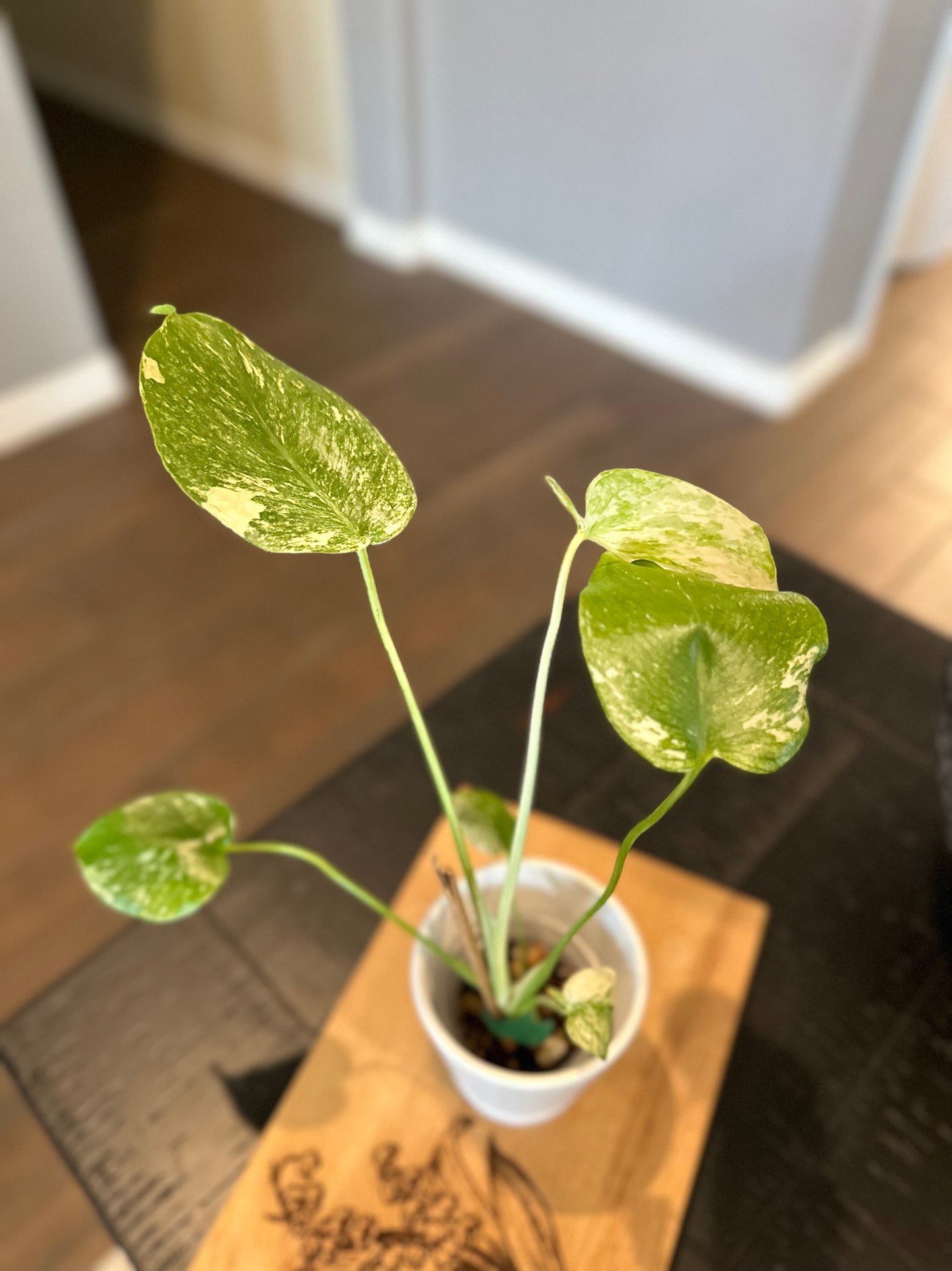 Monstera Mint #1