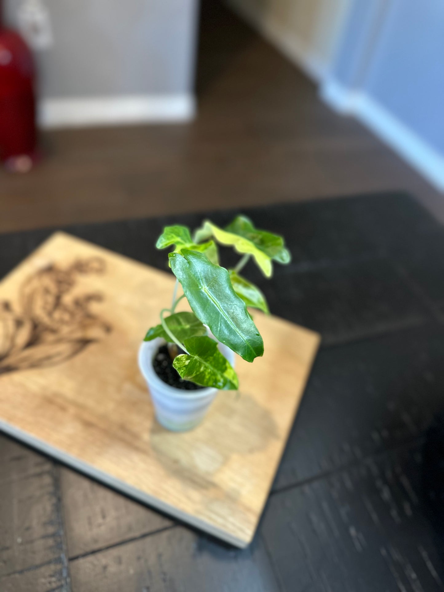 Alocasia Sanderiana Aurea Var.