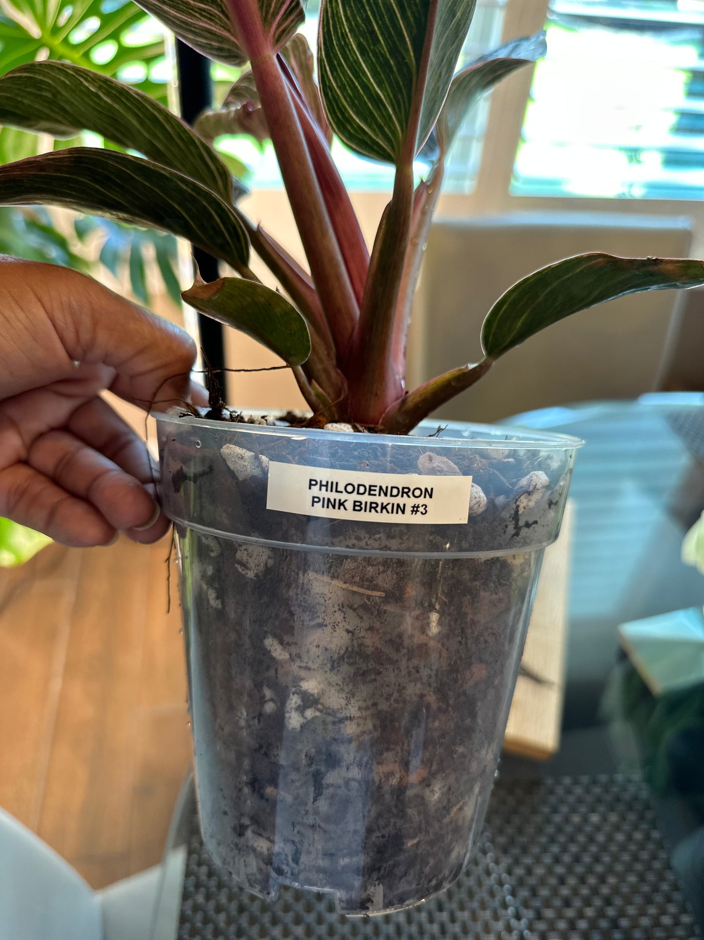 Philodendron Pink Birkin #3 - 6 inch
