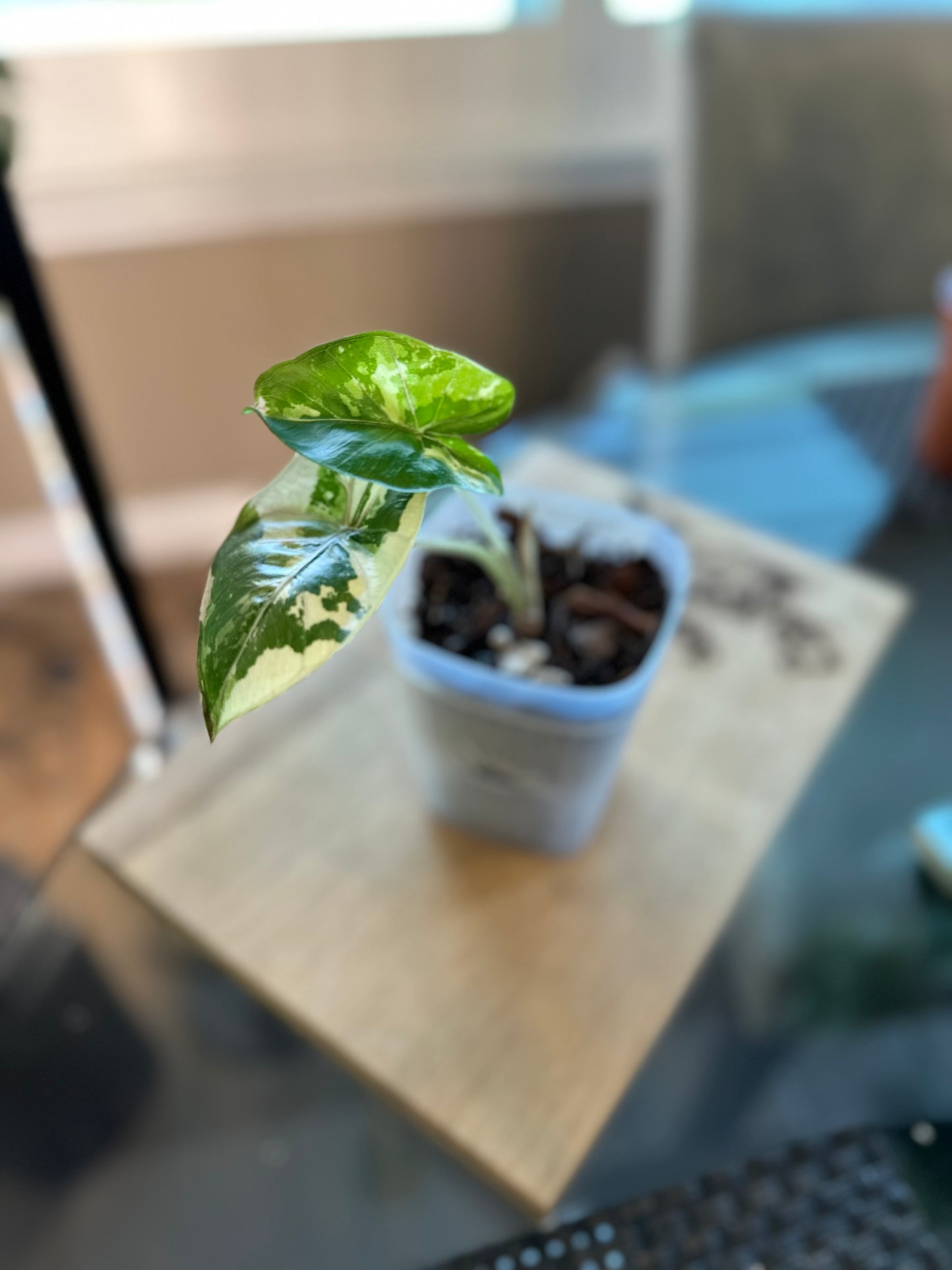 Alocasia Yucatan Princess Variegated