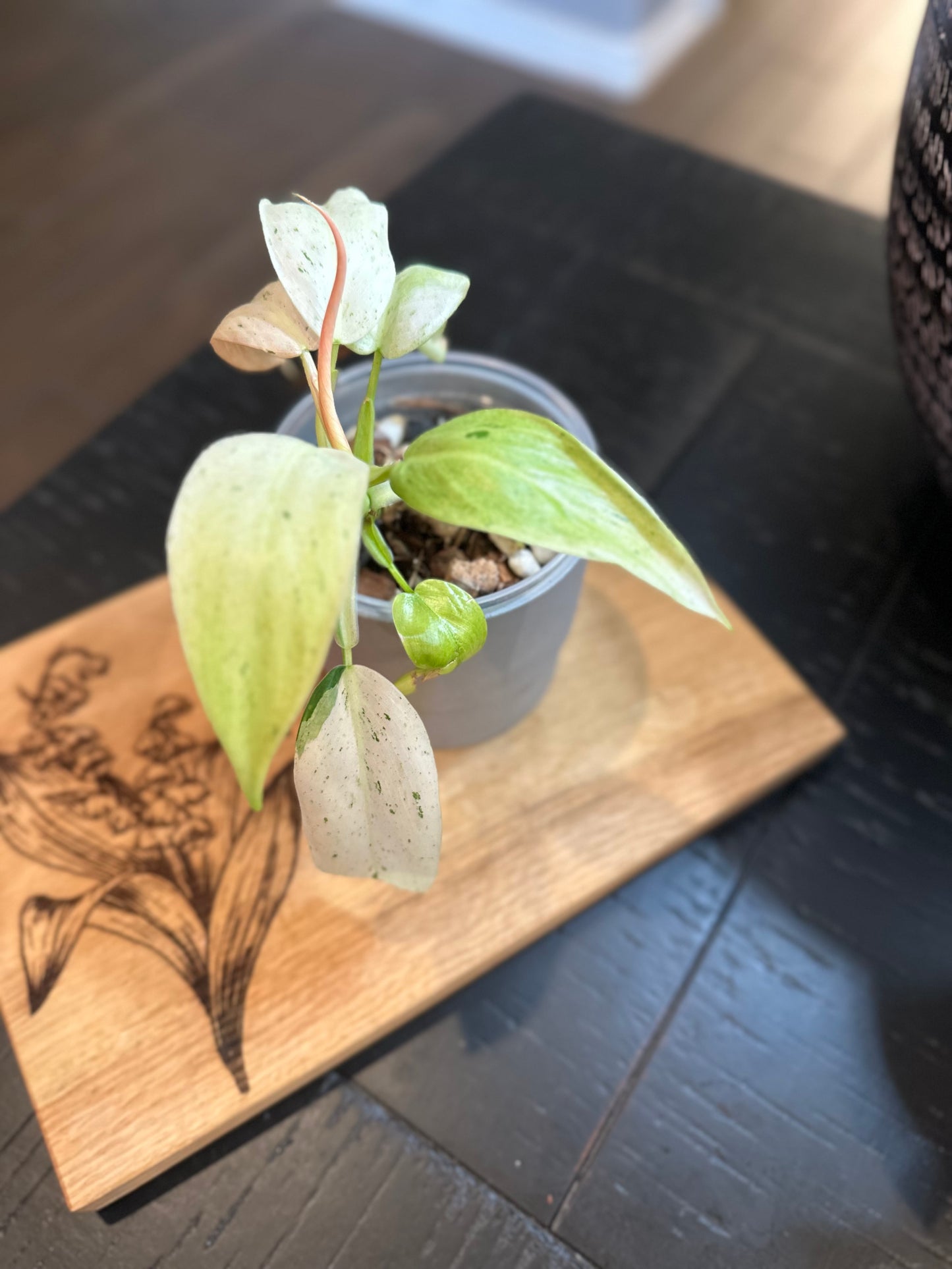 Philodendron Whipple Way (#2)