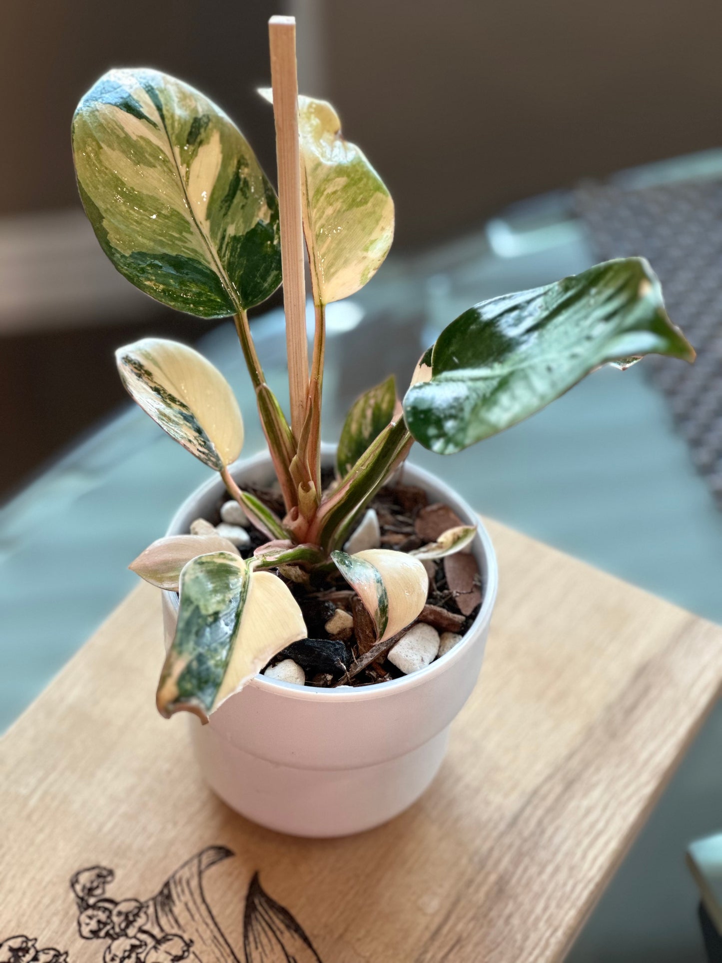 Philodendron Red Congo Variegated - 4 inch