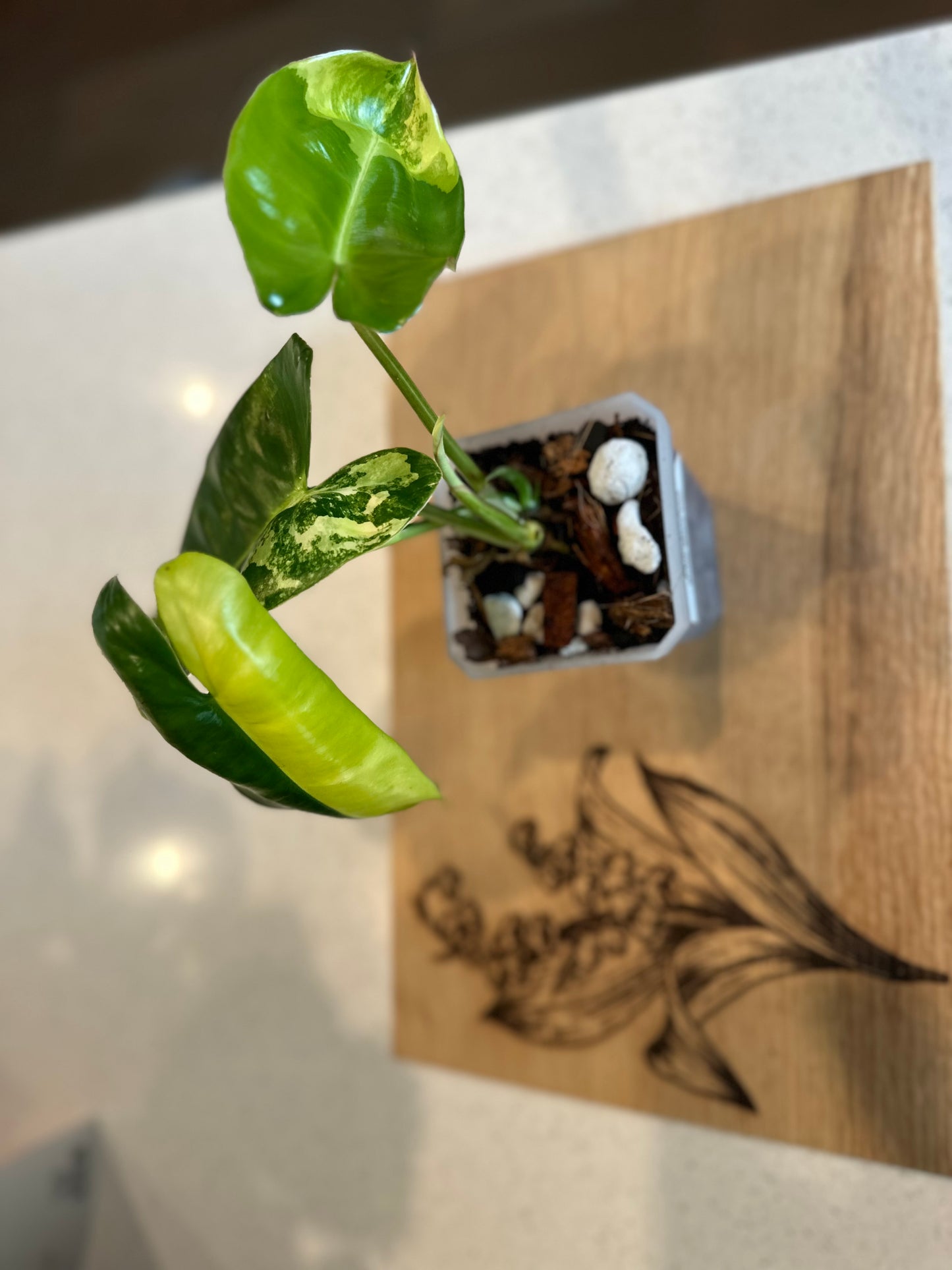 Philodendron Variegated Burle Marx - Growers Choice