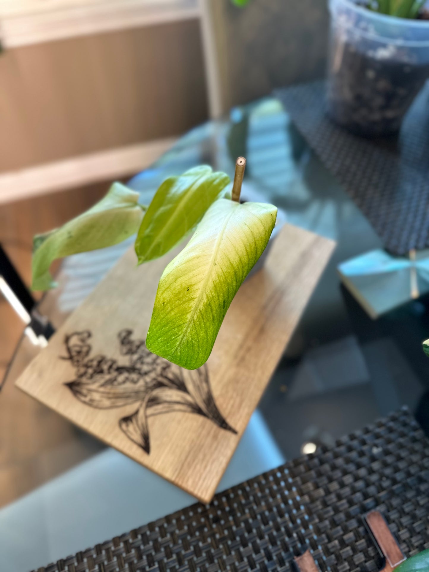Philodendron Whipple Way (#1)