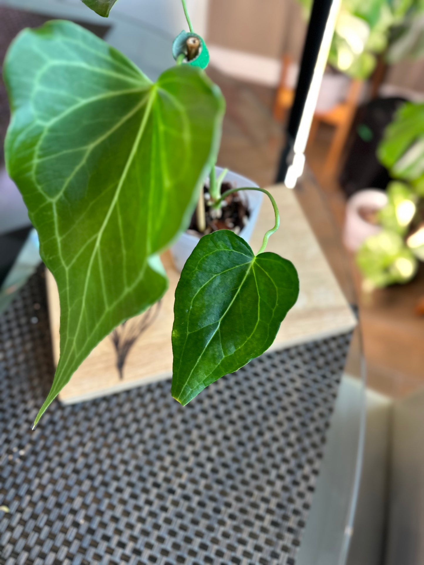 Anthurium Delta Force