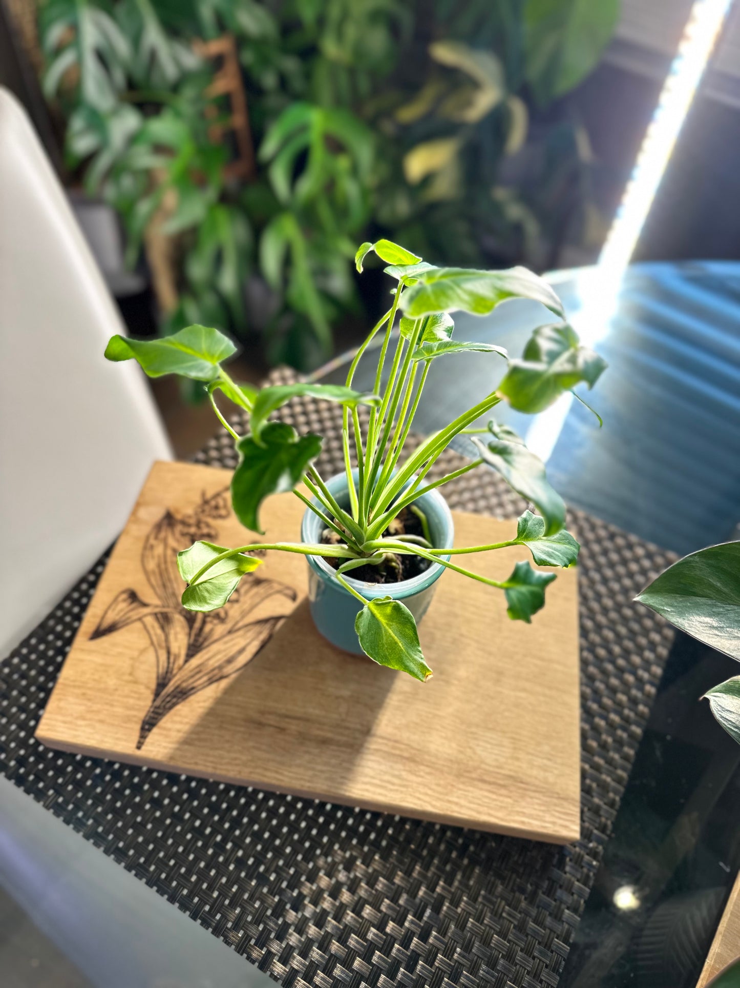 Philodendron Xanadu (reverted)