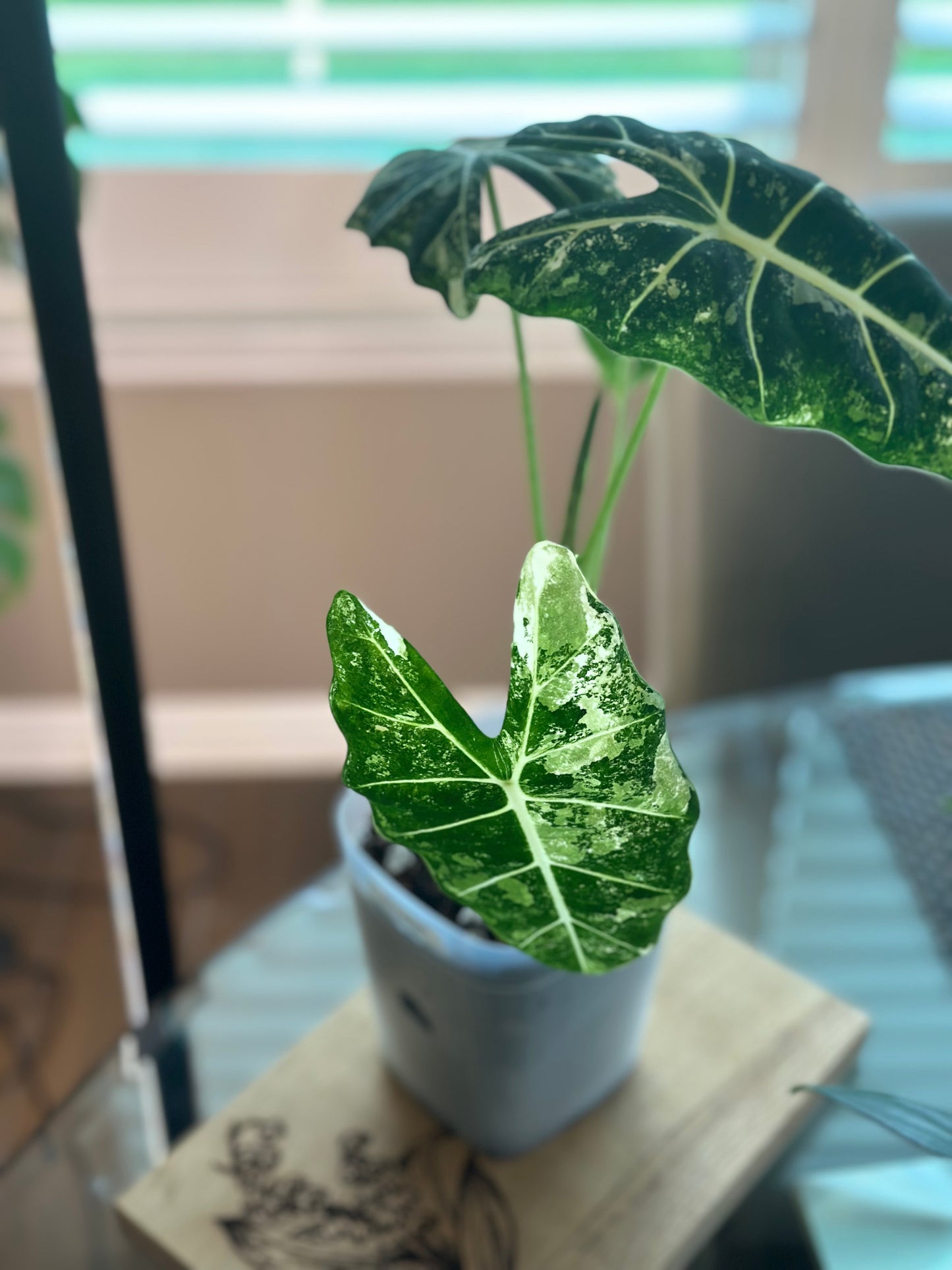 Alocasia Frydek Variegated - 6 inch