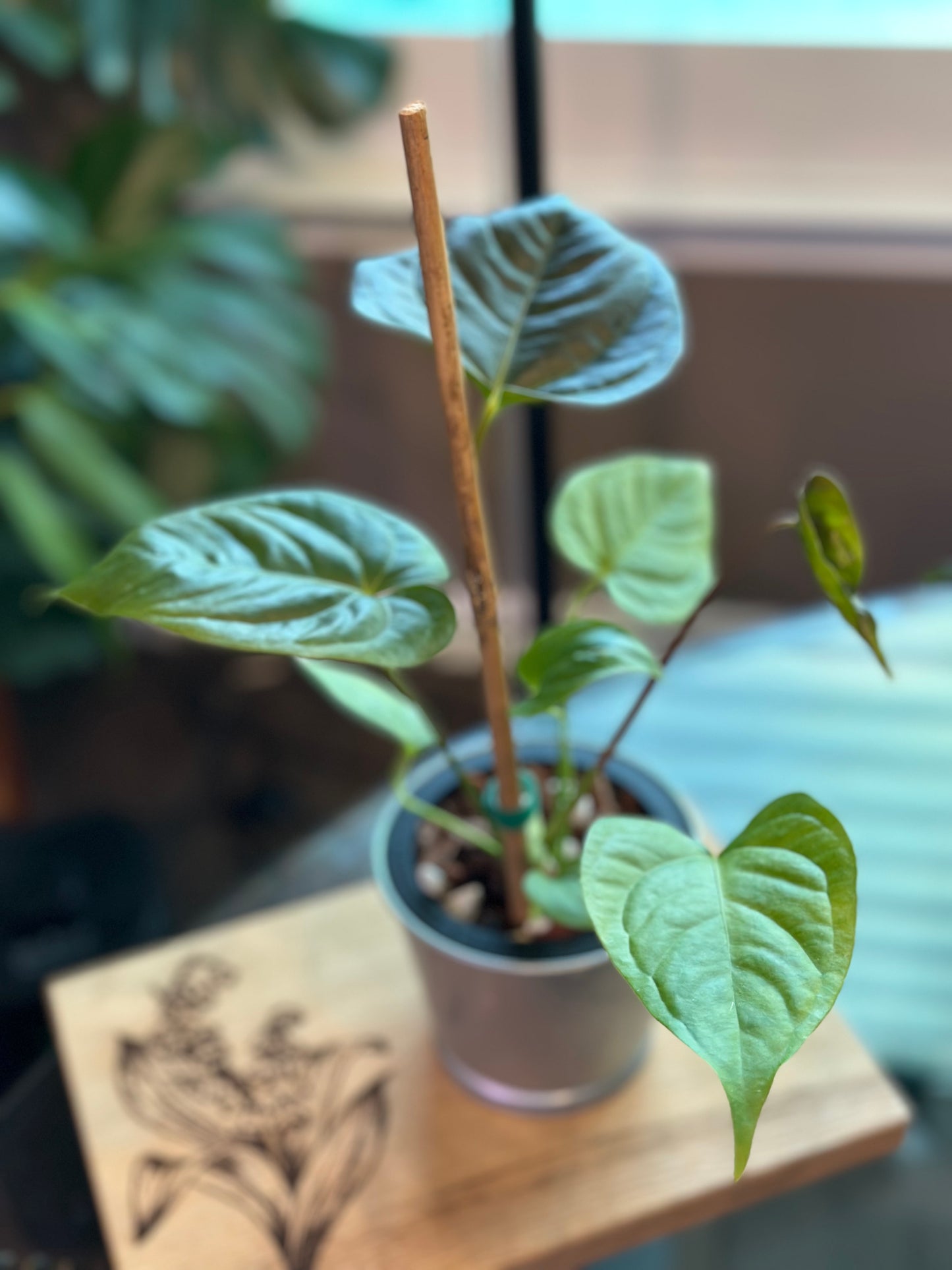 Anthurium Moodeanum x Veitchii 4 inch