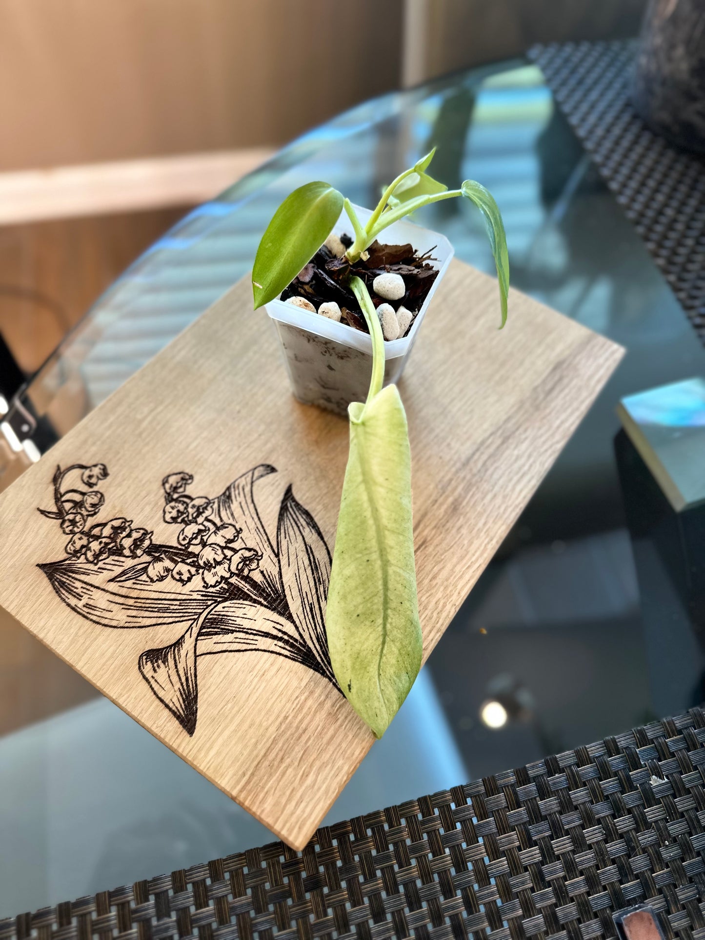 Philodendron Whipple Way (#3)