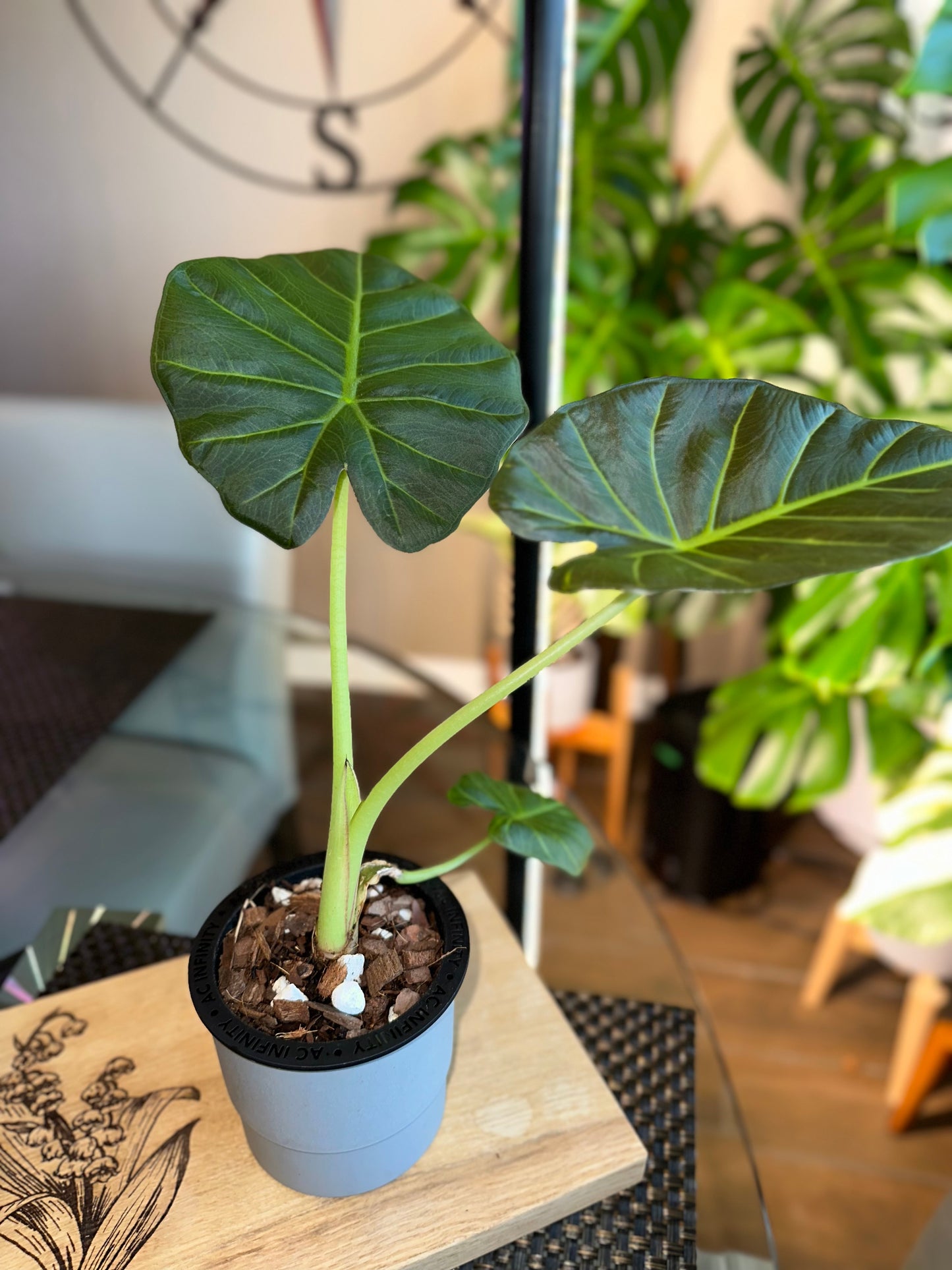 Alocasia Regal Shield Aurea Low Variegation (corm grown)
