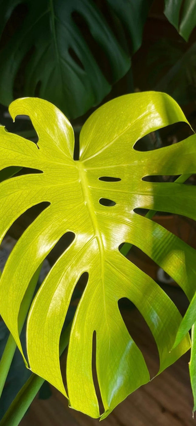 Monstera Mint Top Cutting