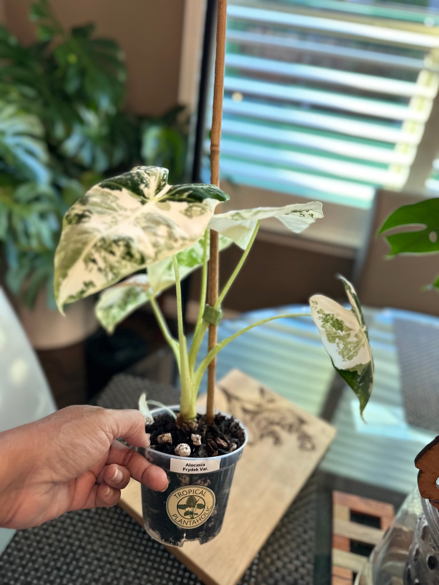 Alocasia Frydek High Variegation (4in) with baby plant growing