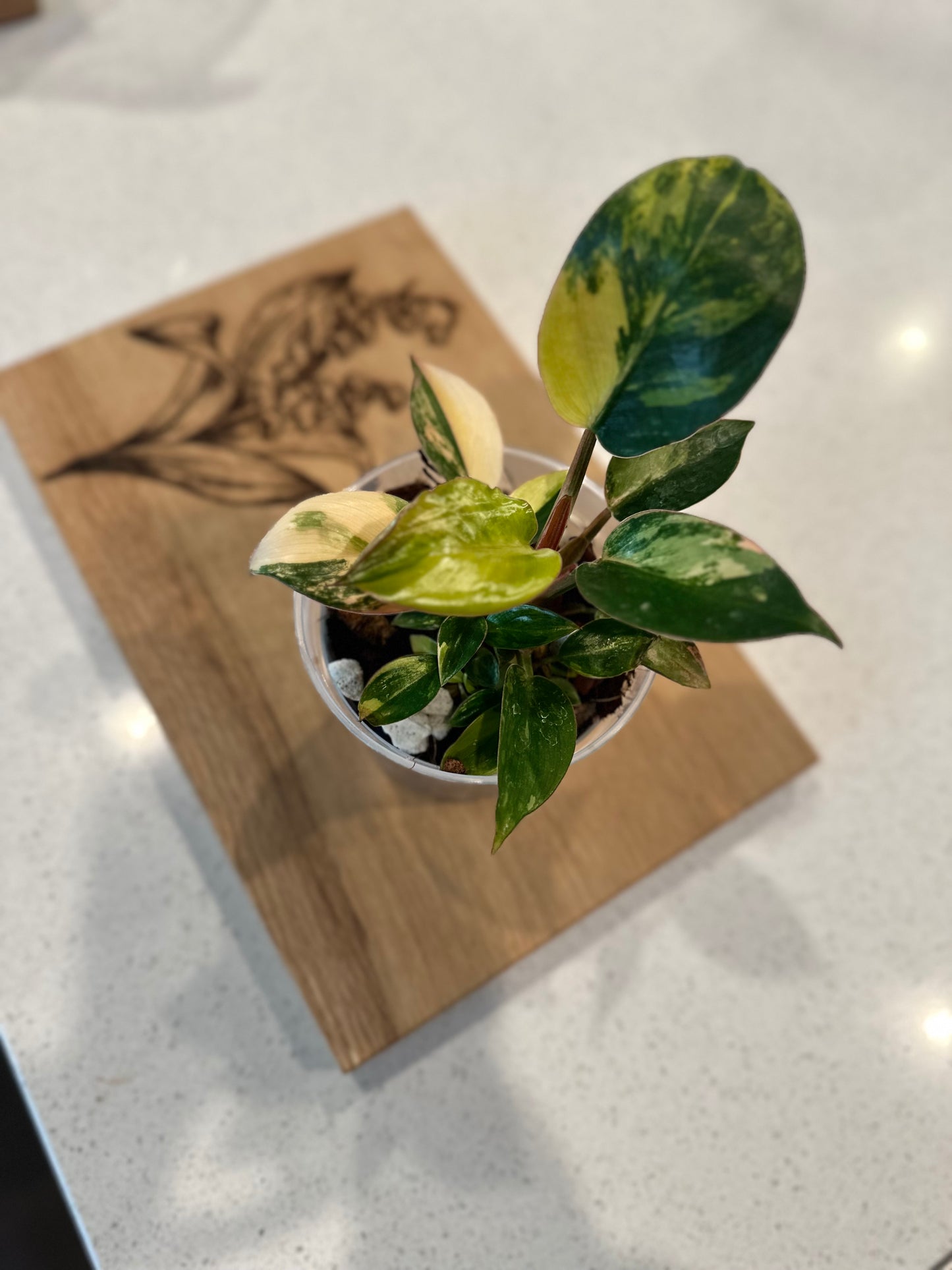 Philodendron Red Congo Variegated - 4 inch