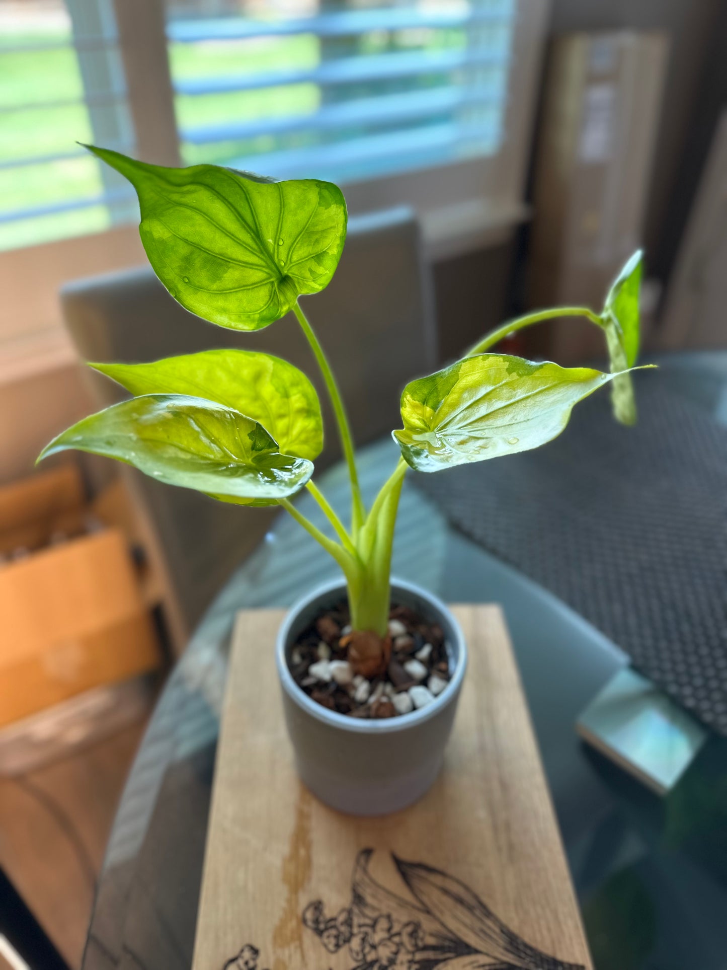 Alocasia Culcullata Aurea Variegated - 6 inches
