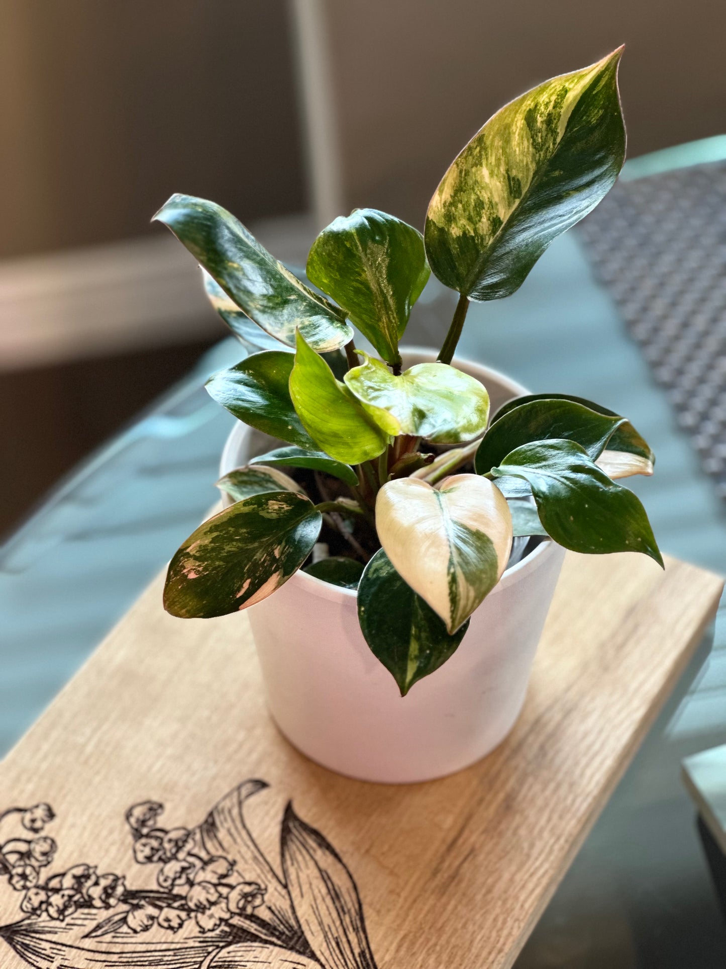 Philodendron Red Congo Variegated - 4 inch