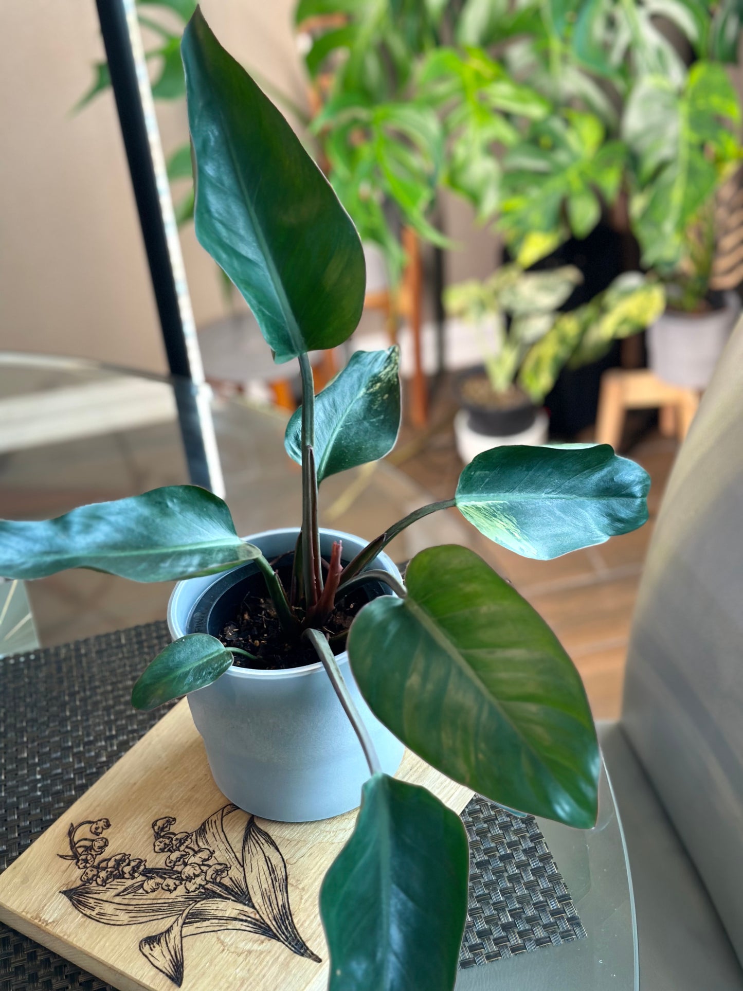 Philodendron Red Congo (Reverted Variegated)