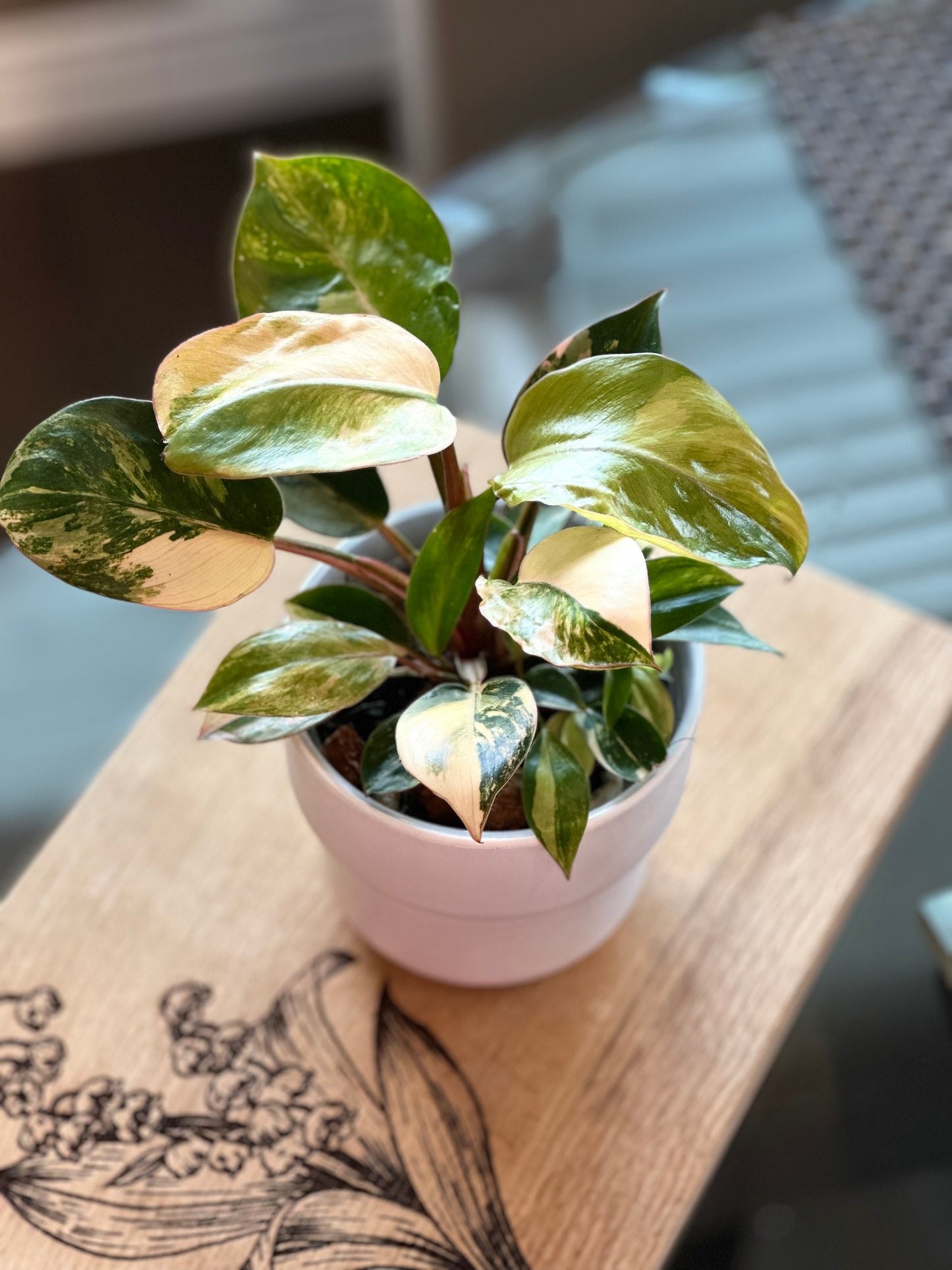 Philodendron Red Congo Variegated - 4 inch