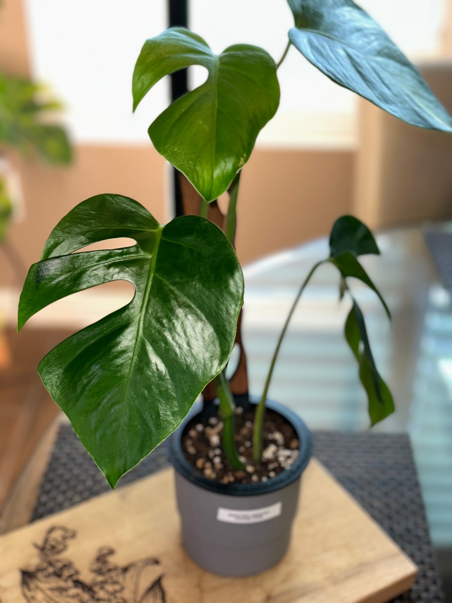 Monstera Sierrana Hawaiian Form