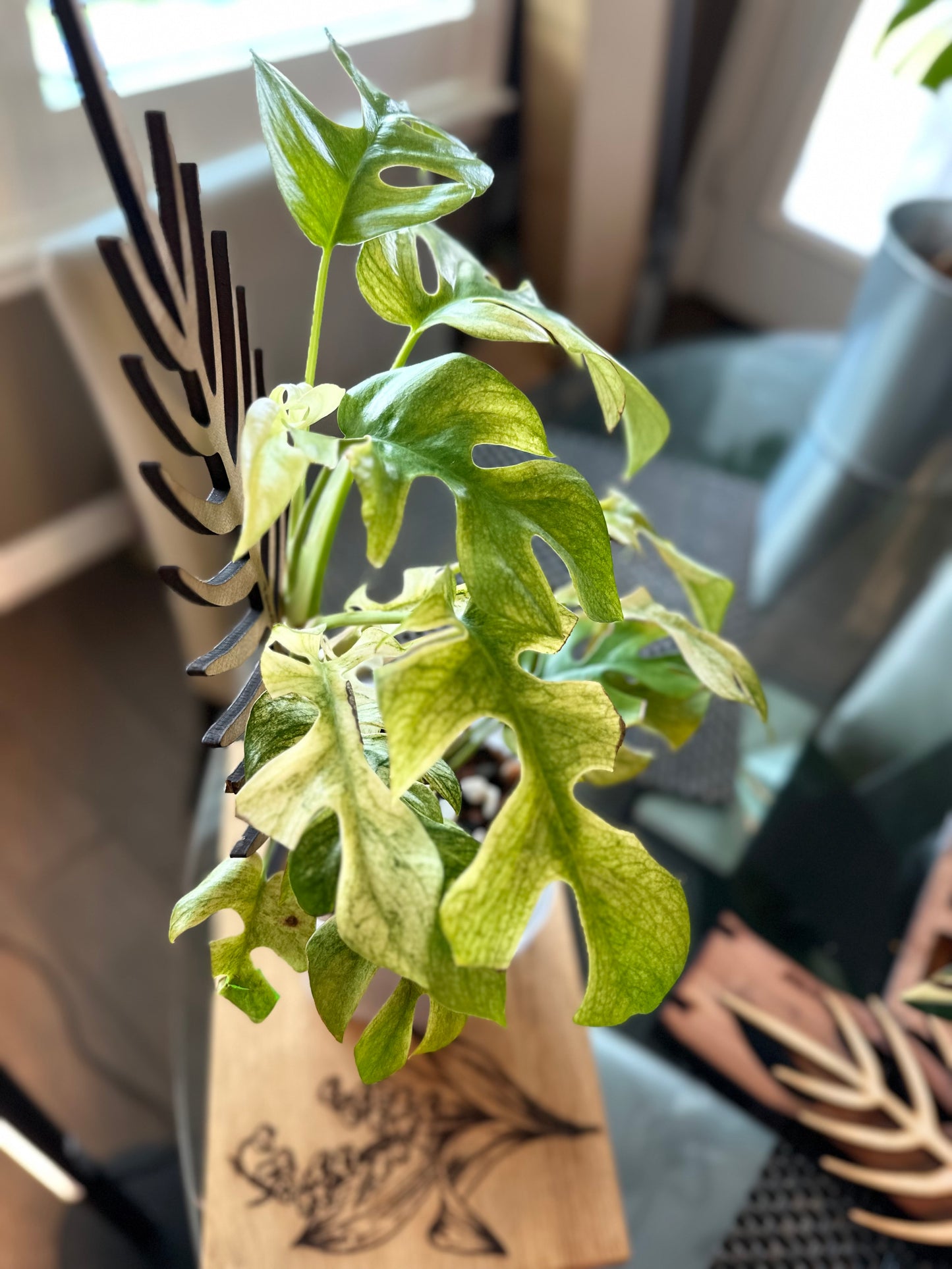 Rhaphidophora Tetrasperma White Monster